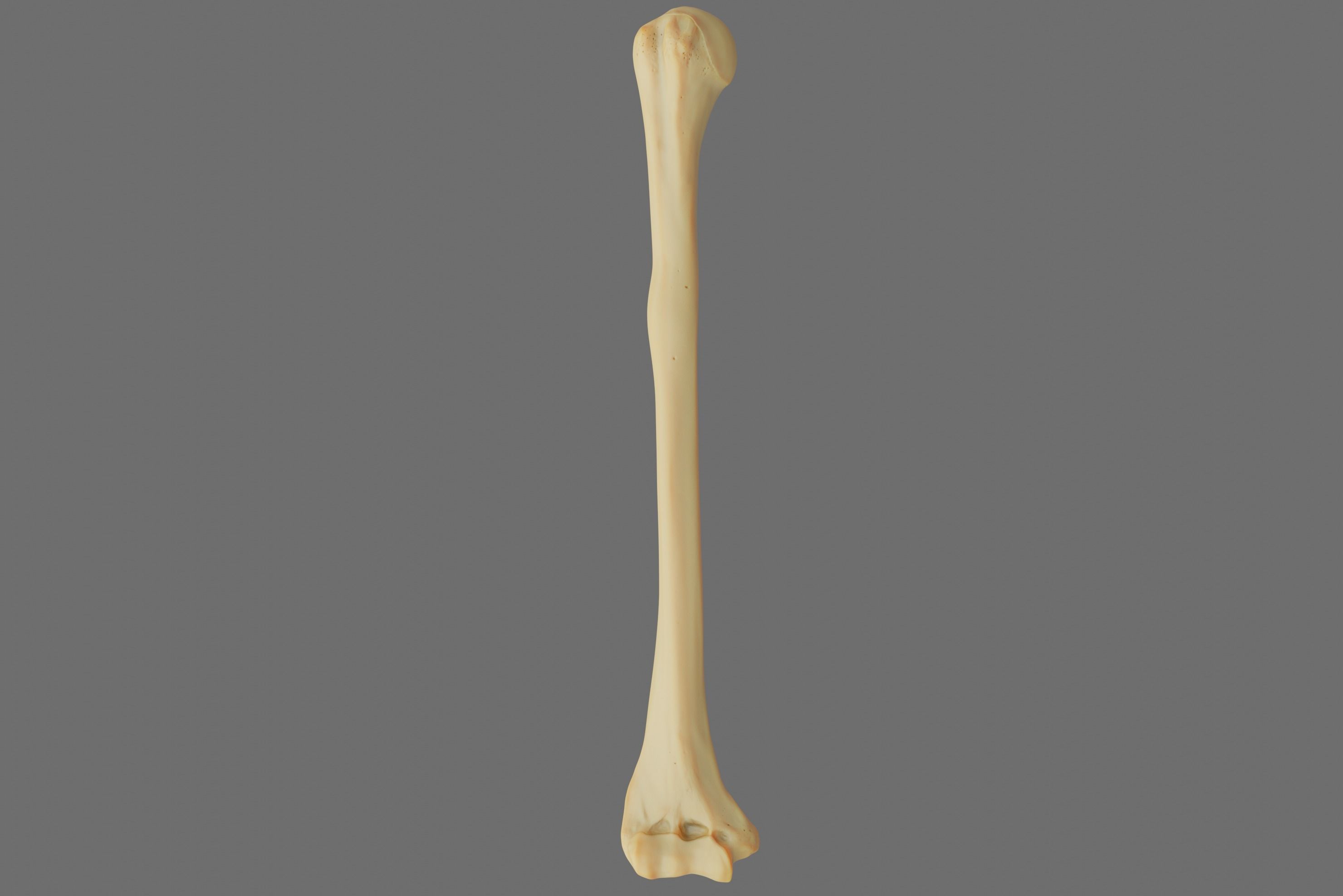 Humerus 3d Model - Anatomically Accurate Low-poly 3D model_27
