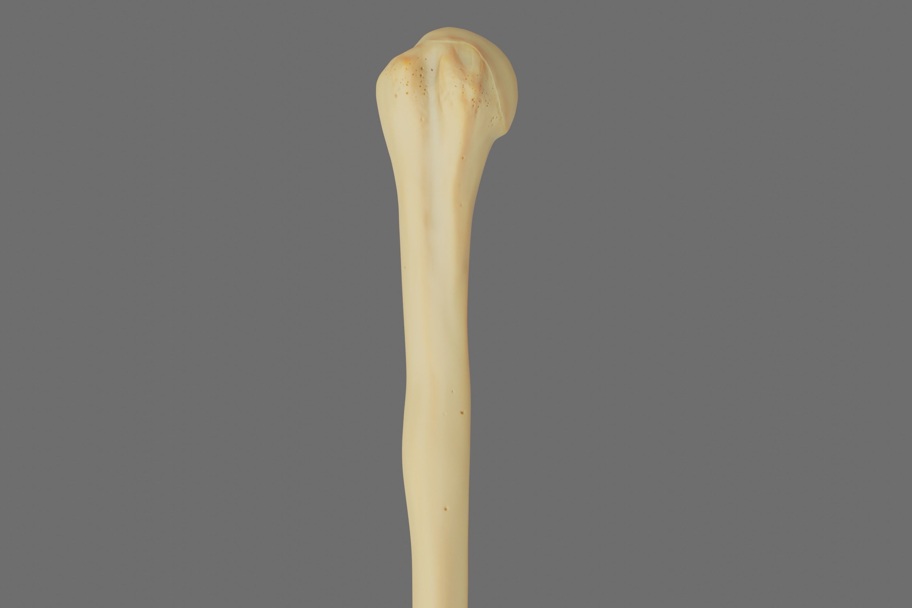 Humerus 3d Model - Anatomically Accurate Low-poly 3D model_12