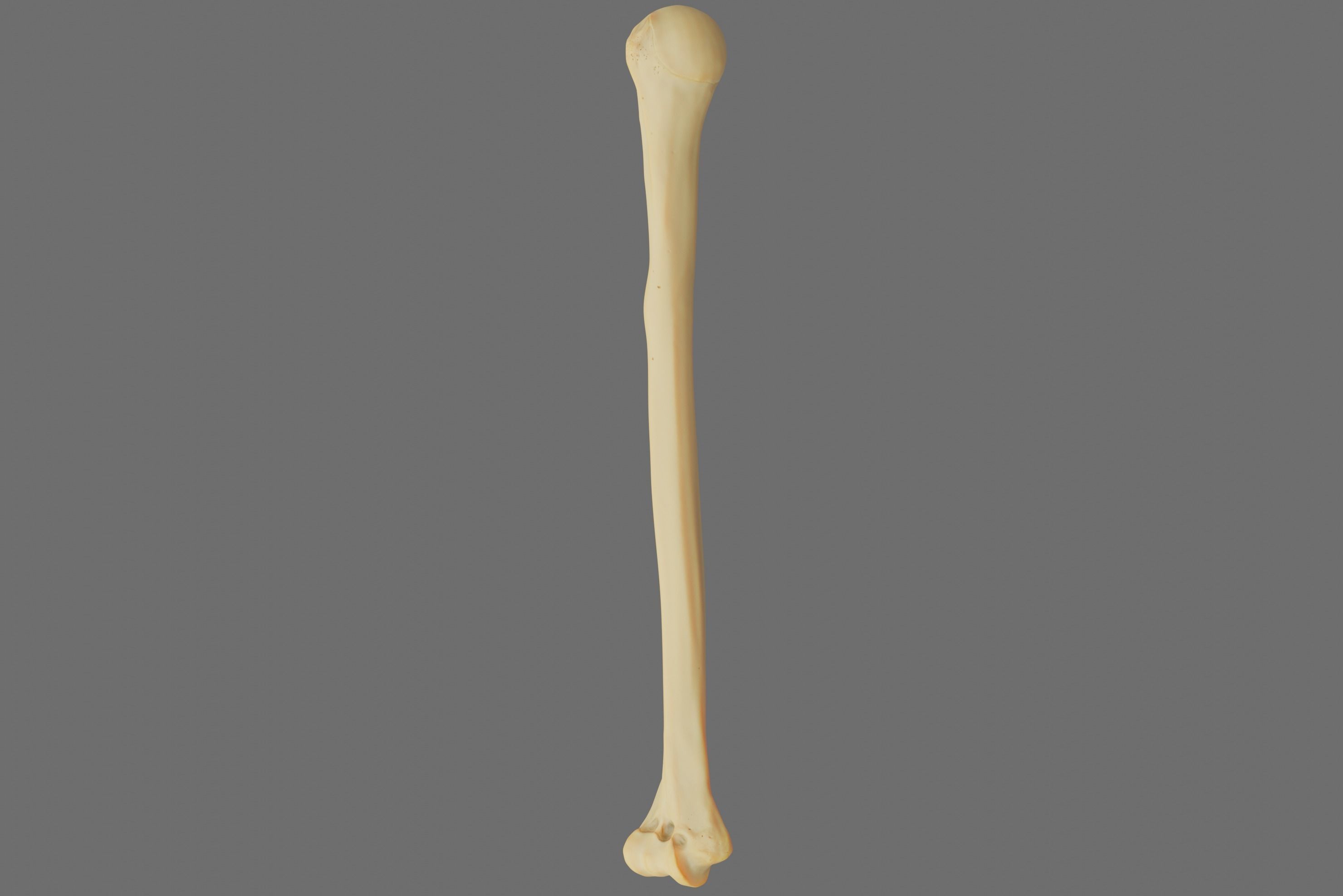 Humerus 3d Model - Anatomically Accurate Low-poly 3D model_59