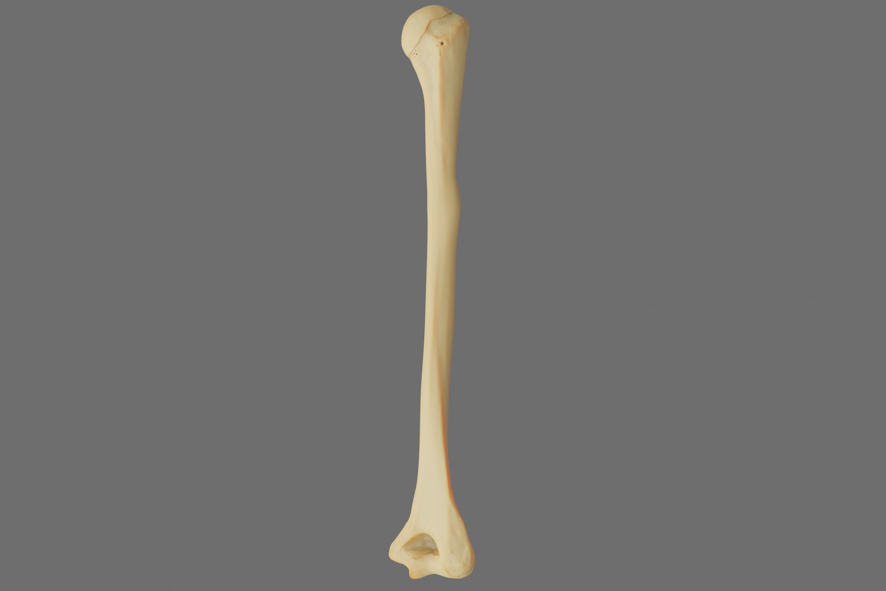 Humerus 3d Model - Anatomically Accurate Low-poly 3D model_43
