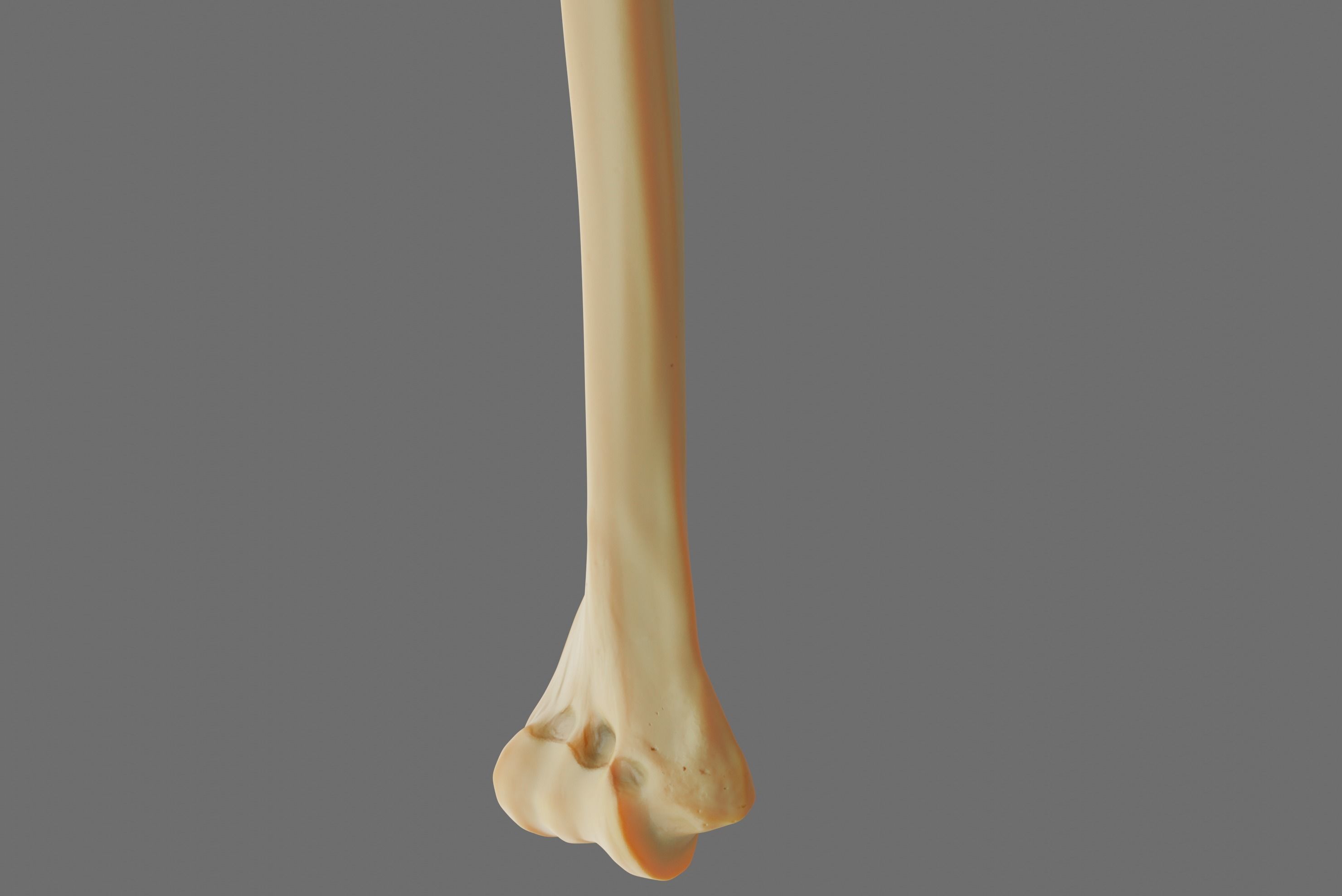 Humerus 3d Model - Anatomically Accurate Low-poly 3D model_8