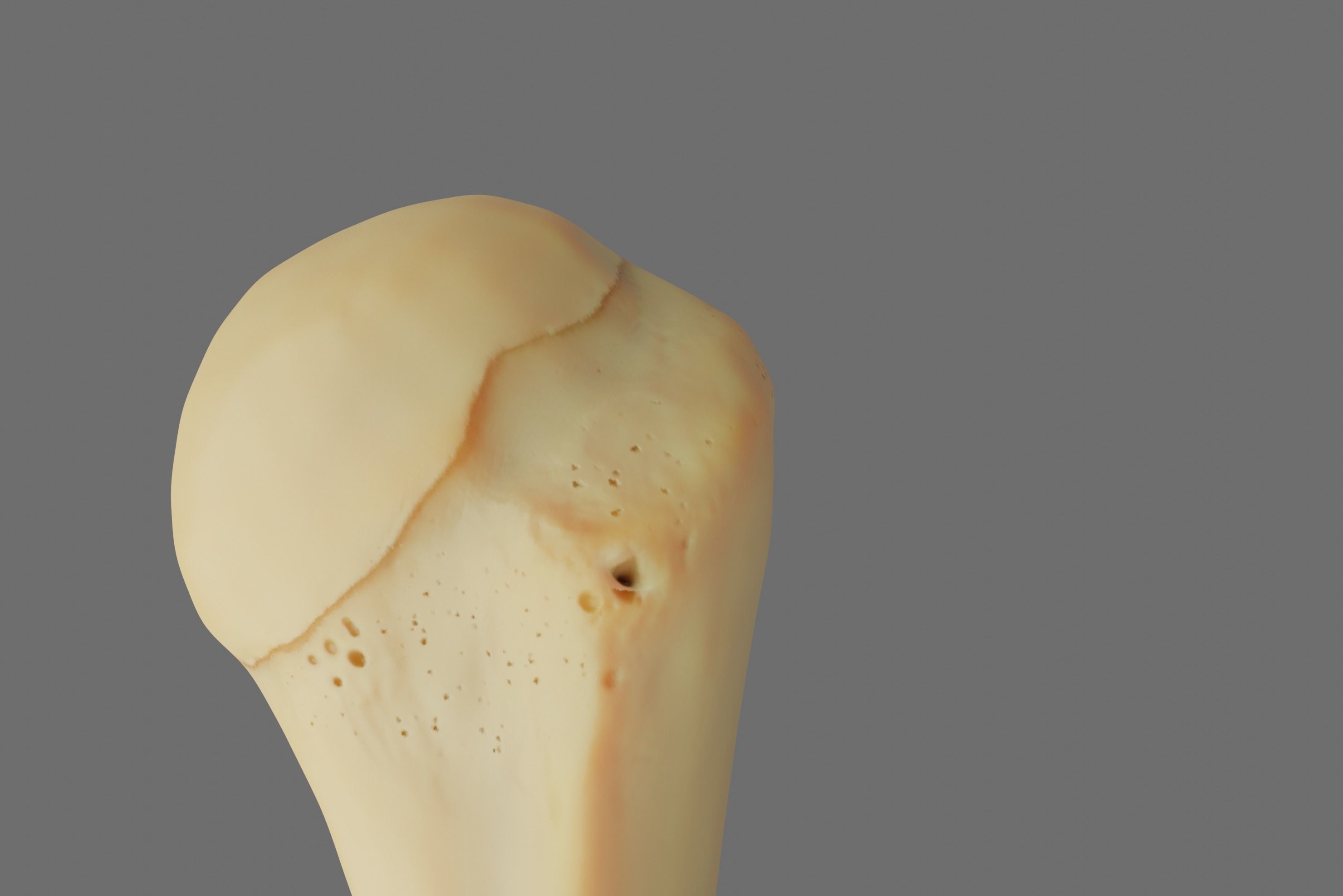 Humerus 3d Model - Anatomically Accurate Low-poly 3D model_3