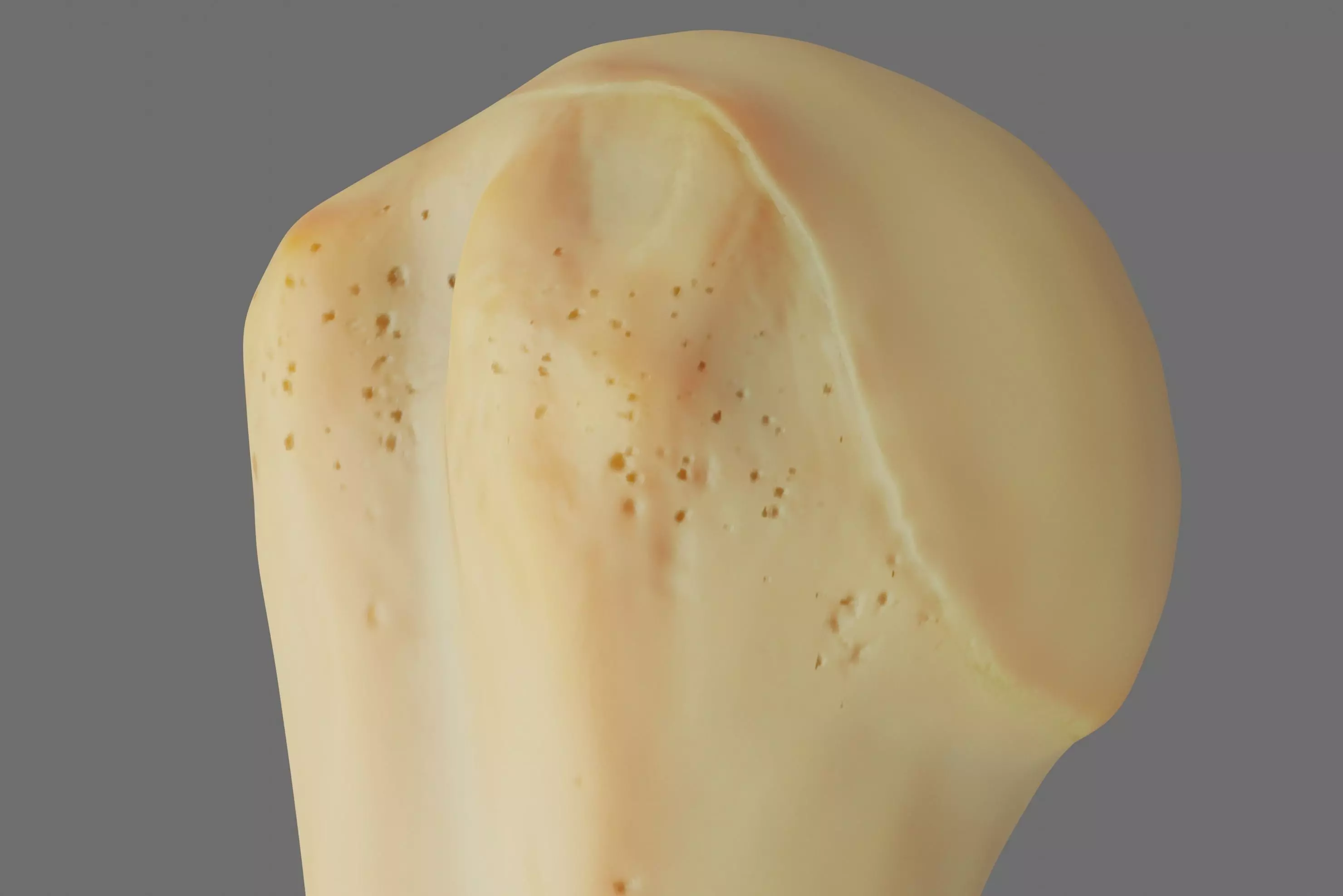 Humerus 3d Model - Anatomically Accurate Low-poly 3D model_0