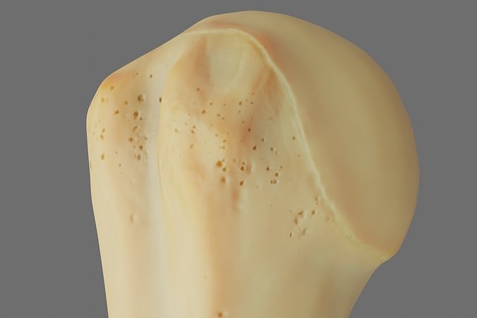 Humerus 3d Model - Anatomically Accurate Low-poly 3D model