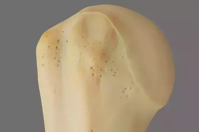 Humerus 3d Model - Anatomically Accurate Low-poly 3D model