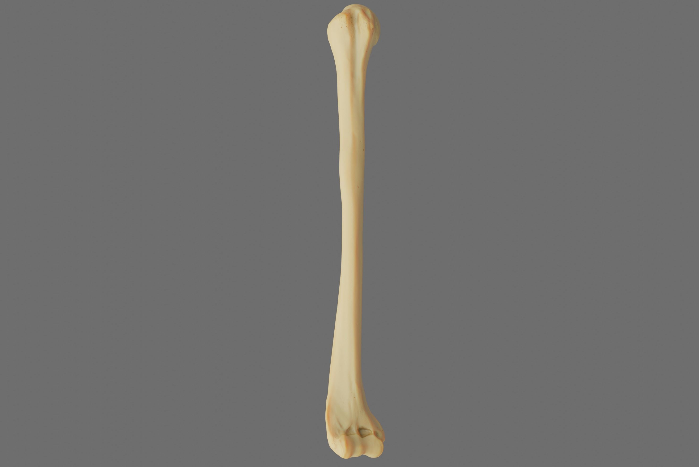 Humerus 3d Model - Anatomically Accurate Low-poly 3D model_31
