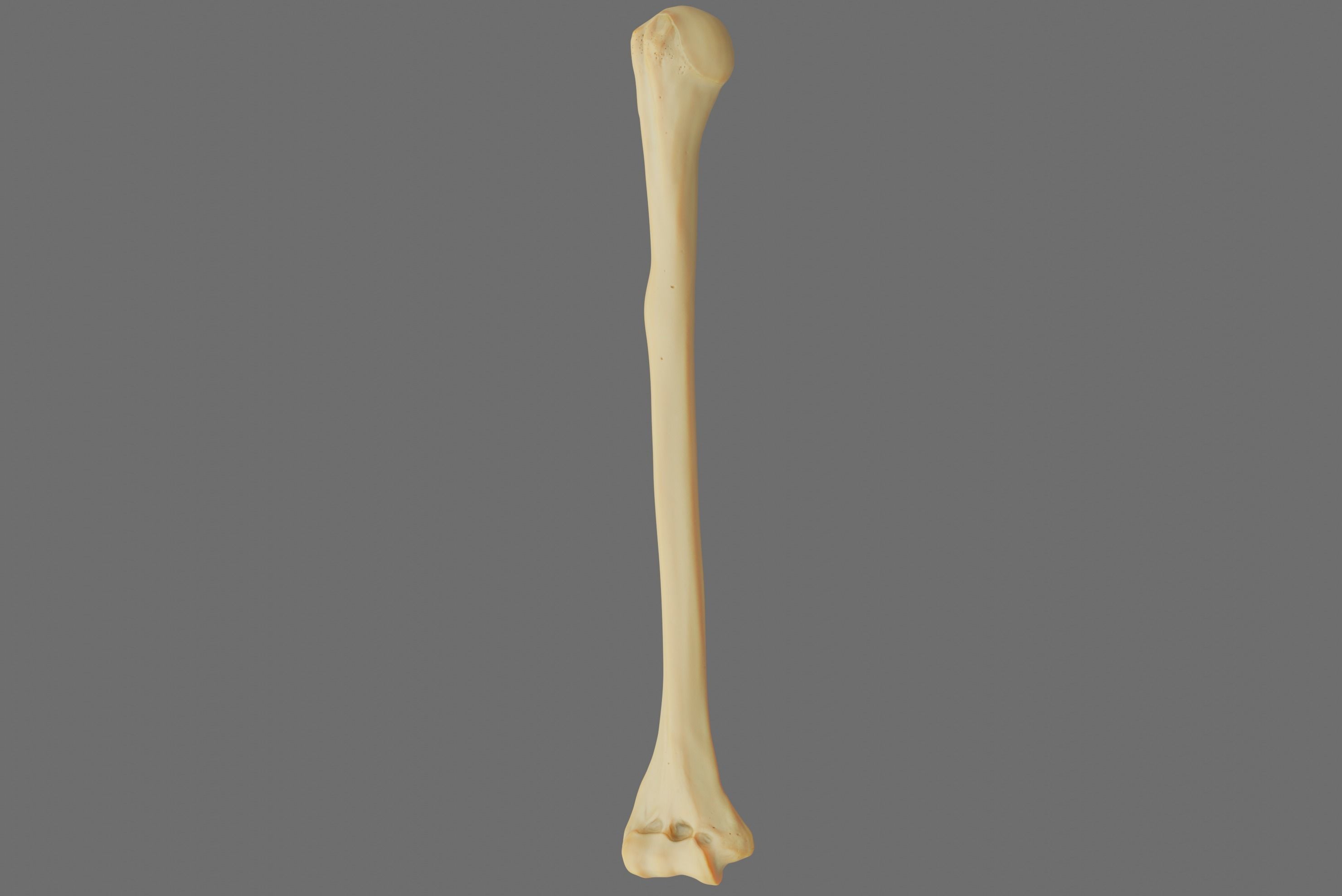 Humerus 3d Model - Anatomically Accurate Low-poly 3D model_62