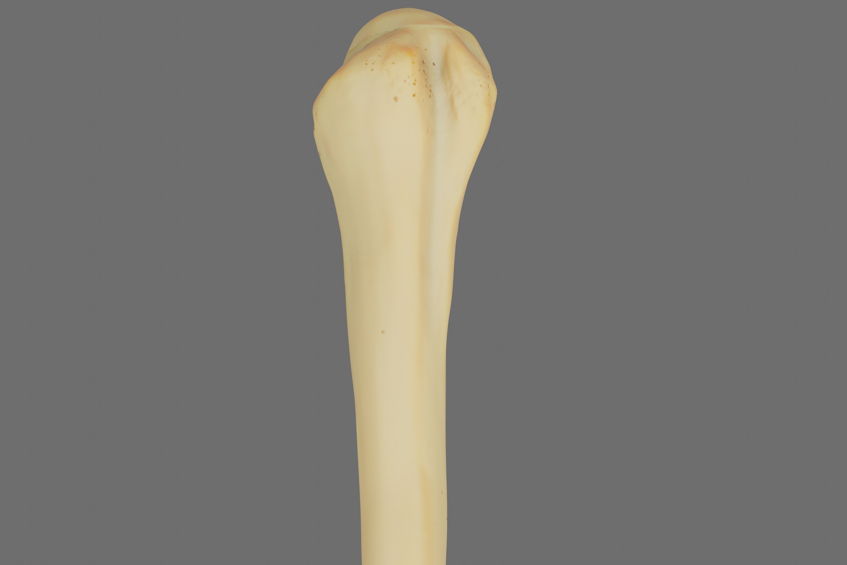 Humerus 3d Model - Anatomically Accurate Low-poly 3D model_10