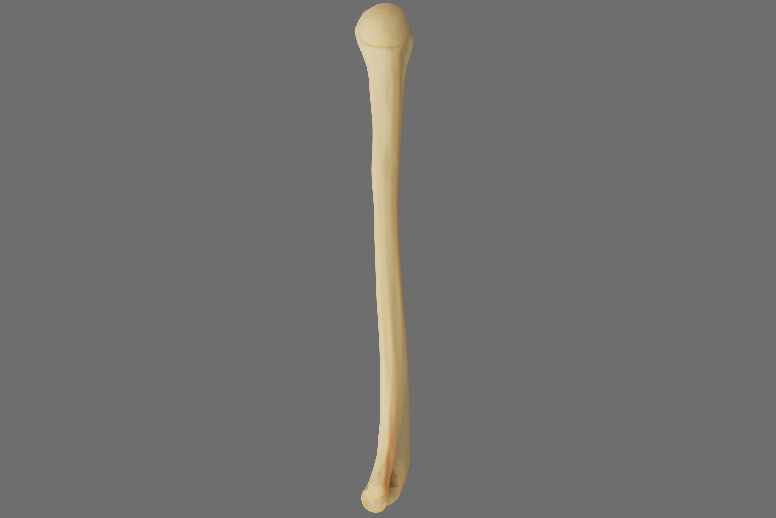 Humerus 3d Model - Anatomically Accurate Low-poly 3D model_54
