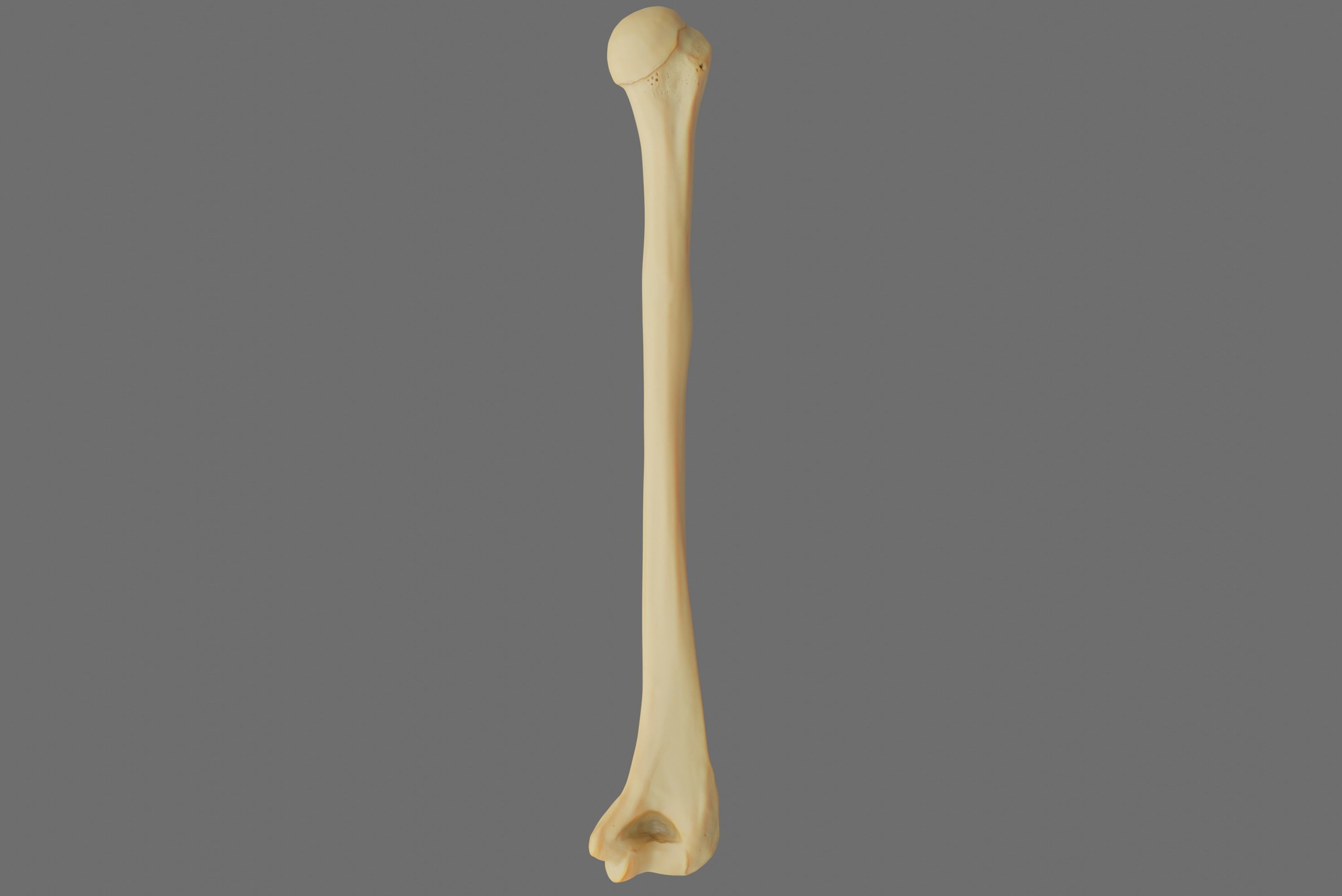 Humerus 3d Model - Anatomically Accurate Low-poly 3D model_48