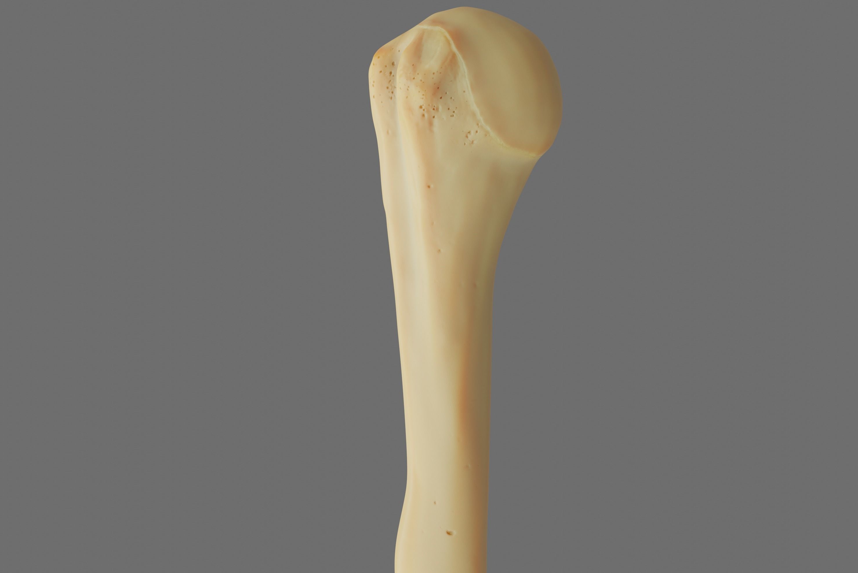 Humerus 3d Model - Anatomically Accurate Low-poly 3D model_9