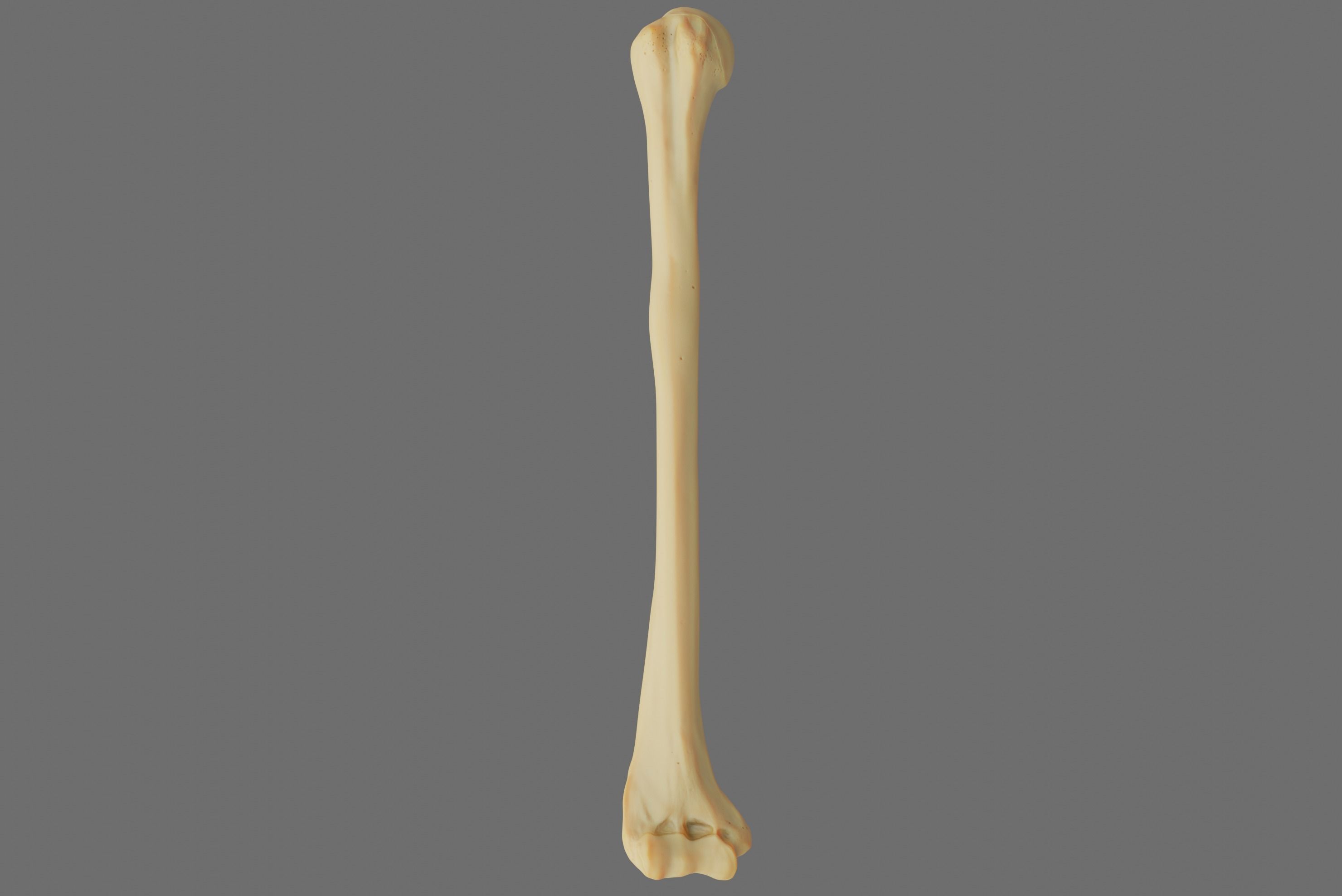 Humerus 3d Model - Anatomically Accurate Low-poly 3D model_29
