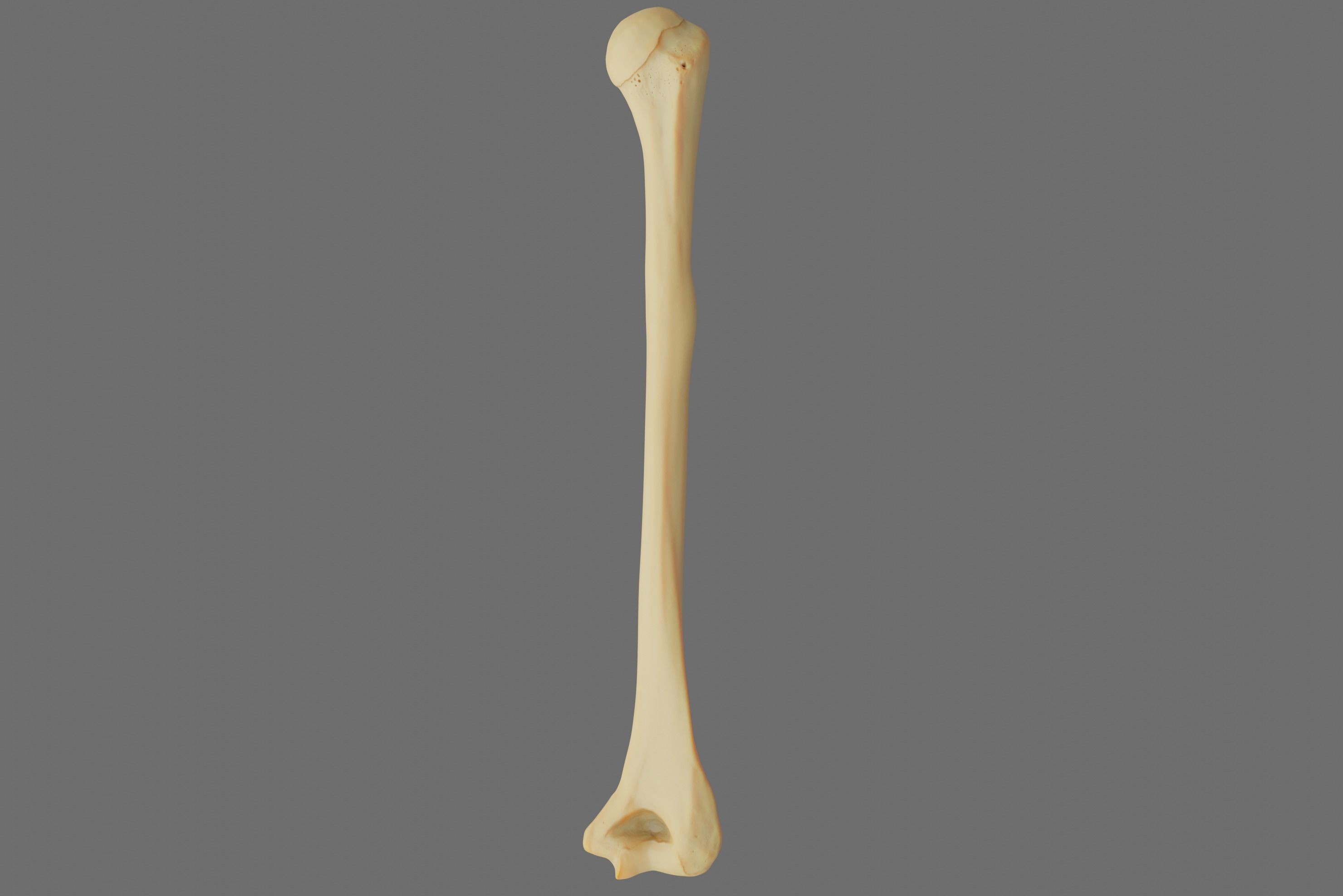 Humerus 3d Model - Anatomically Accurate Low-poly 3D model_45