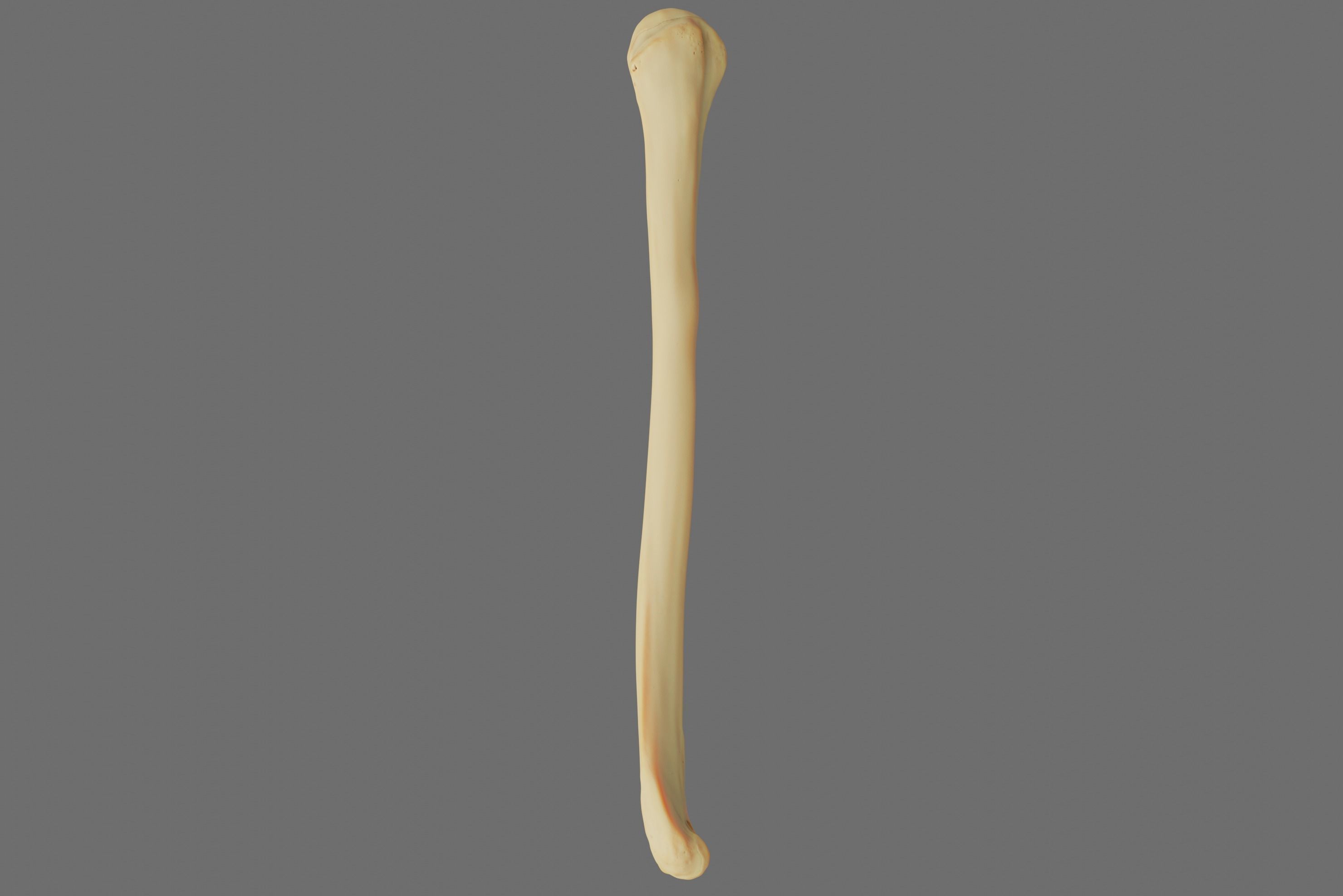 Humerus 3d Model - Anatomically Accurate Low-poly 3D model_37