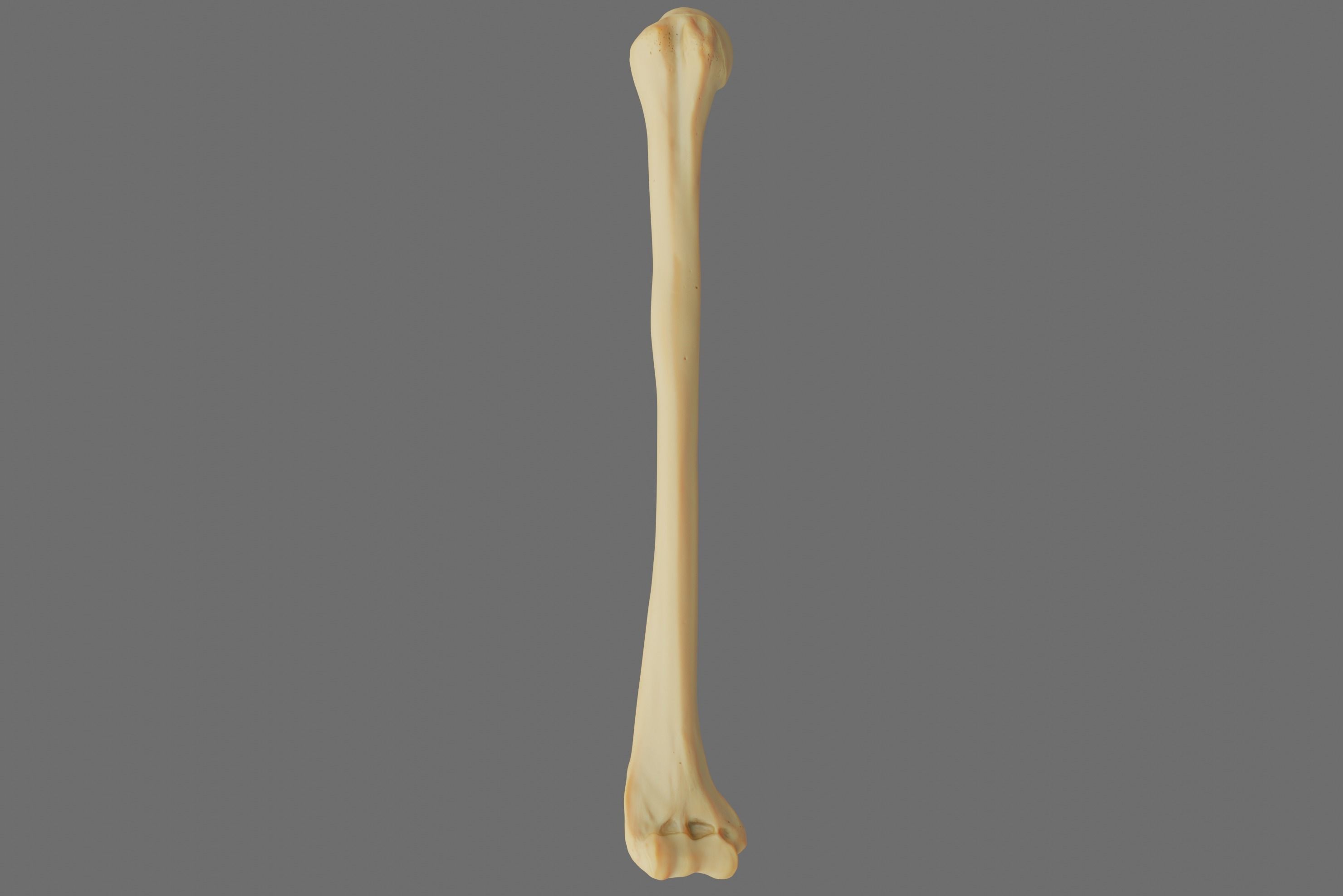 Humerus 3d Model - Anatomically Accurate Low-poly 3D model_30