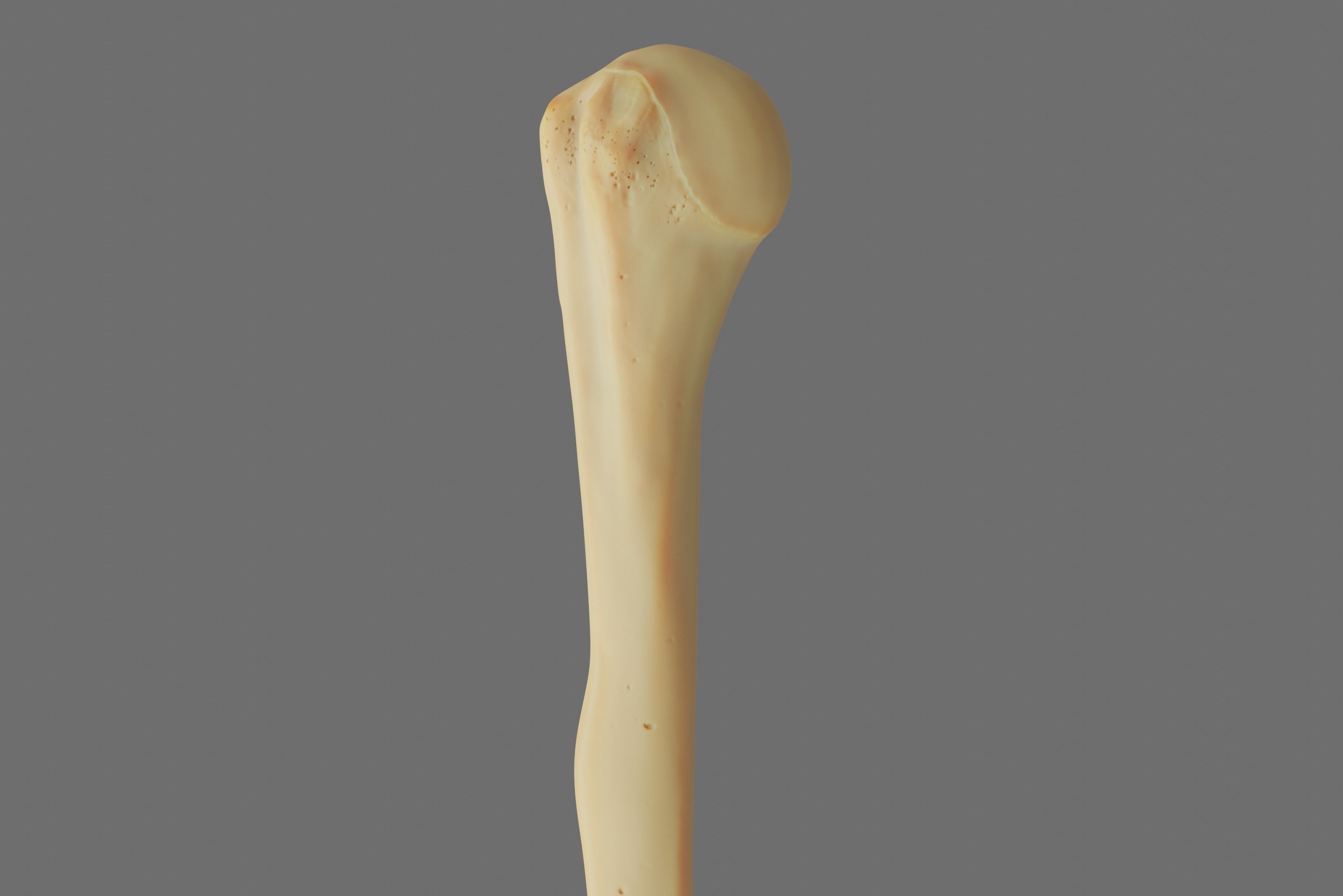 Humerus 3d Model - Anatomically Accurate Low-poly 3D model_13