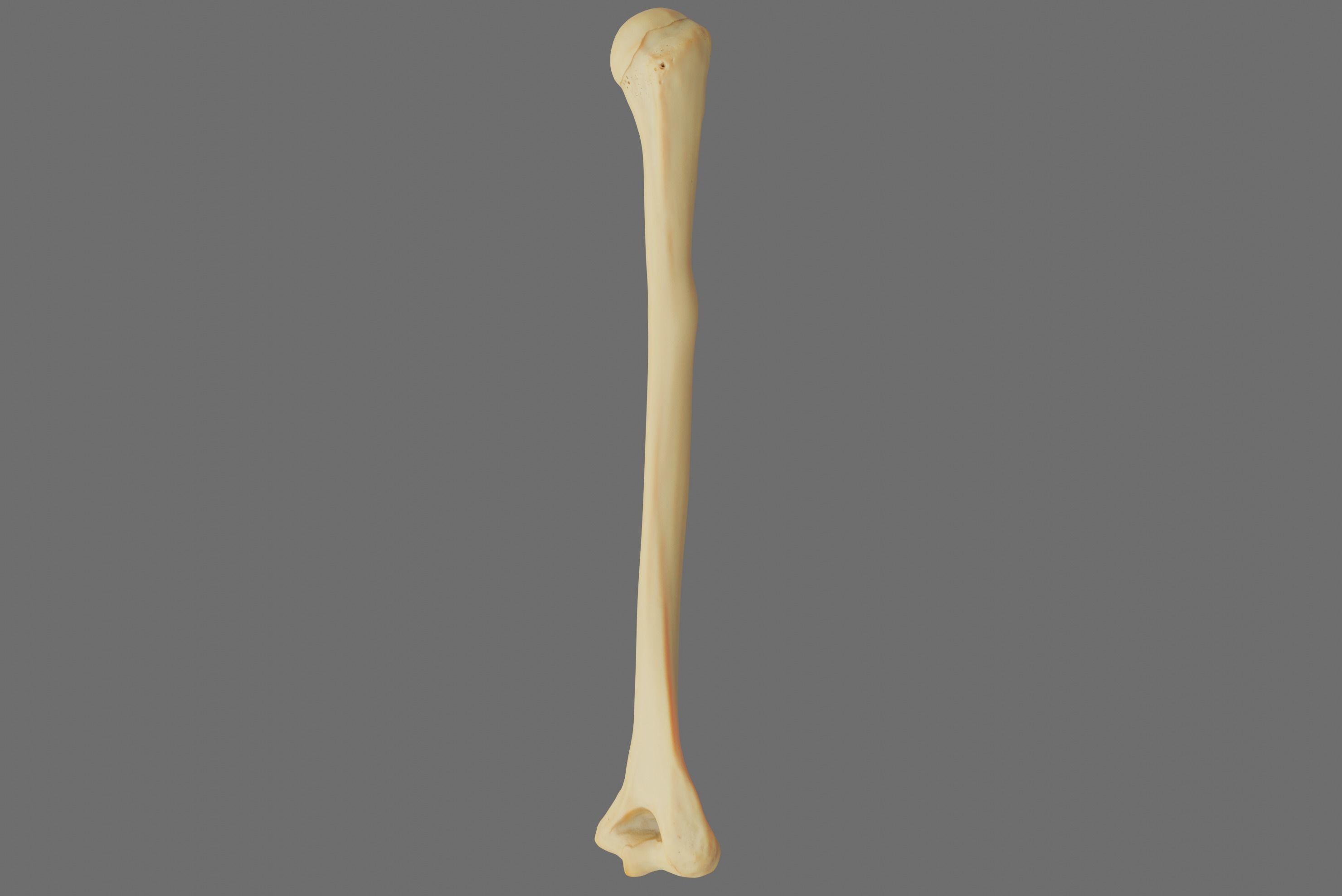 Humerus 3d Model - Anatomically Accurate Low-poly 3D model_42