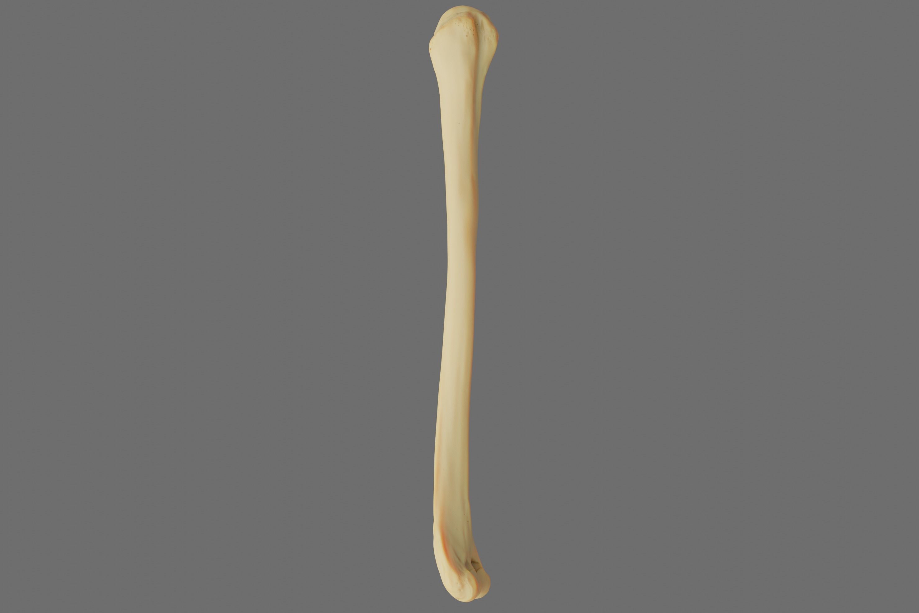 Humerus 3d Model - Anatomically Accurate Low-poly 3D model_35