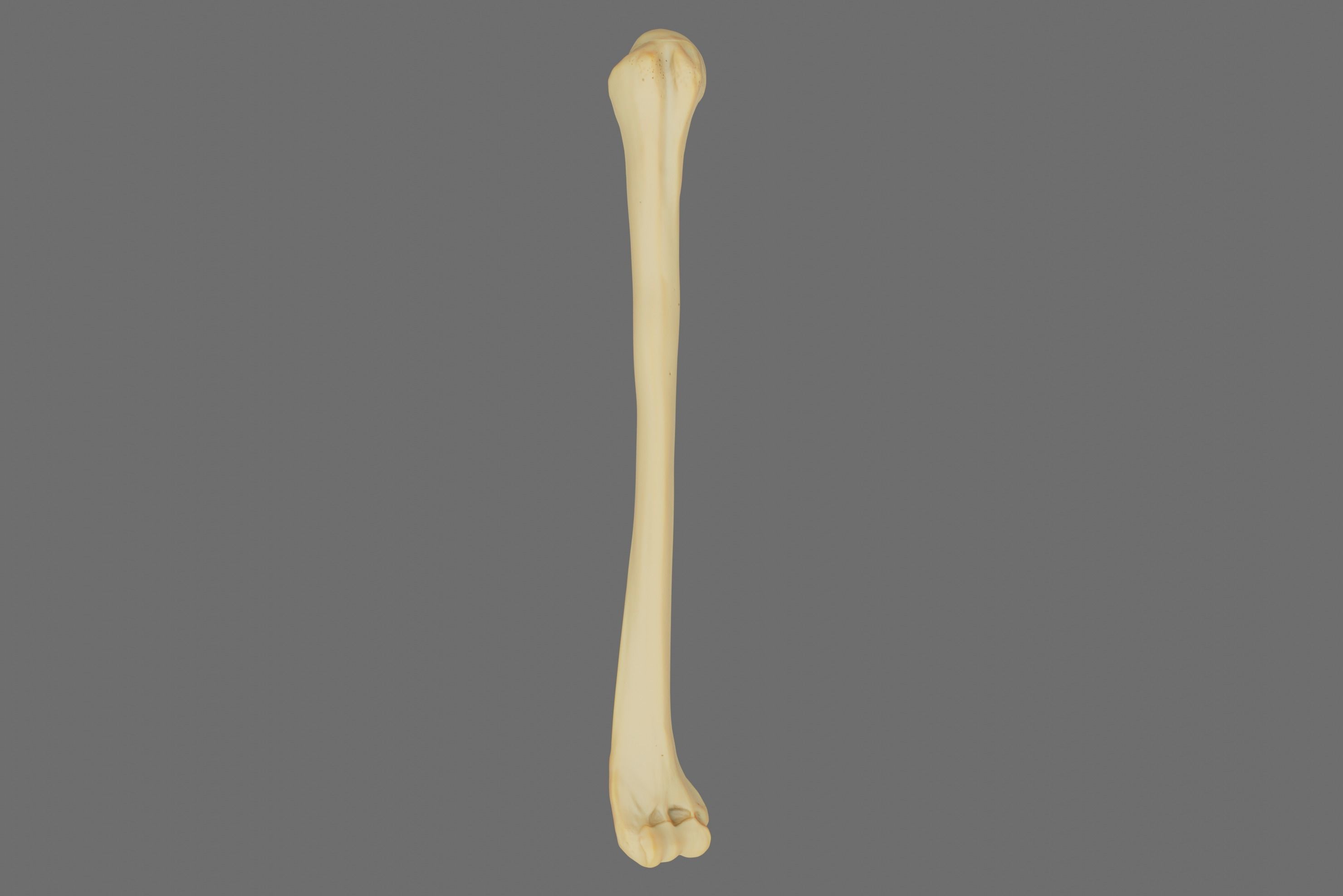 Humerus 3d Model - Anatomically Accurate Low-poly 3D model_11