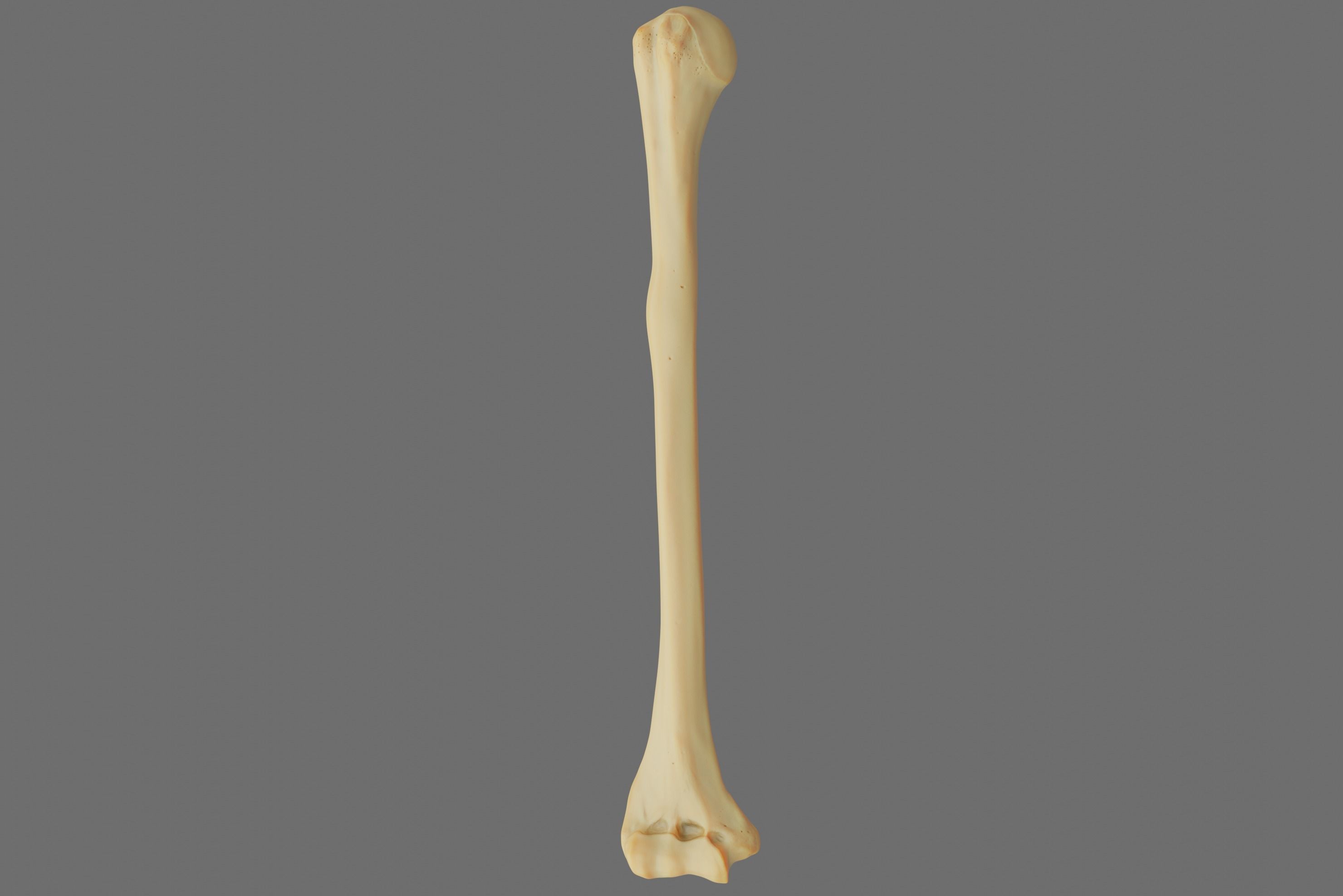 Humerus 3d Model - Anatomically Accurate Low-poly 3D model_64