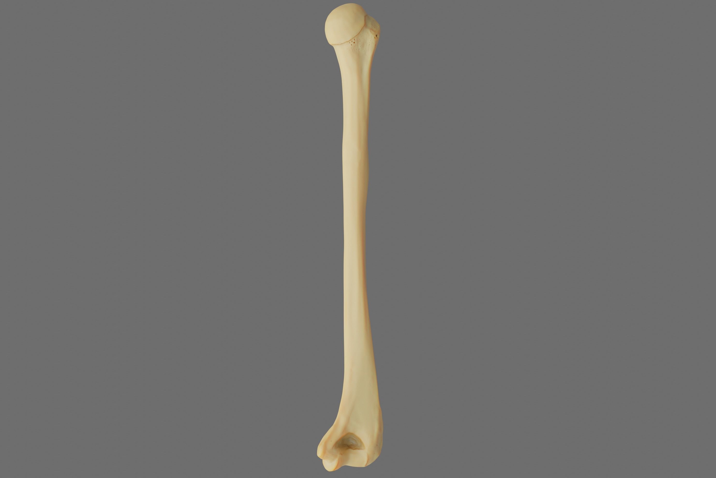 Humerus 3d Model - Anatomically Accurate Low-poly 3D model_49