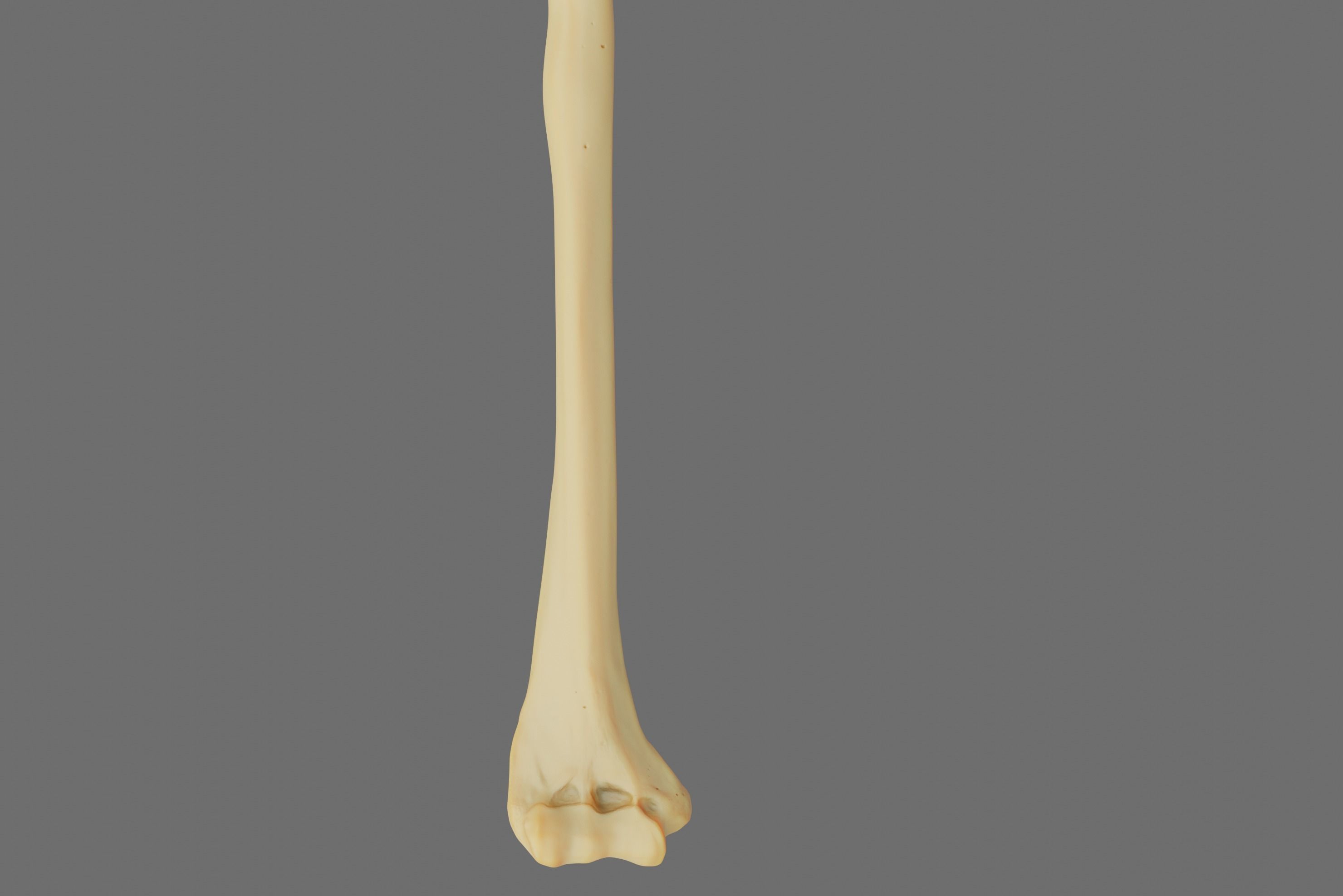 Humerus 3d Model - Anatomically Accurate Low-poly 3D model_4