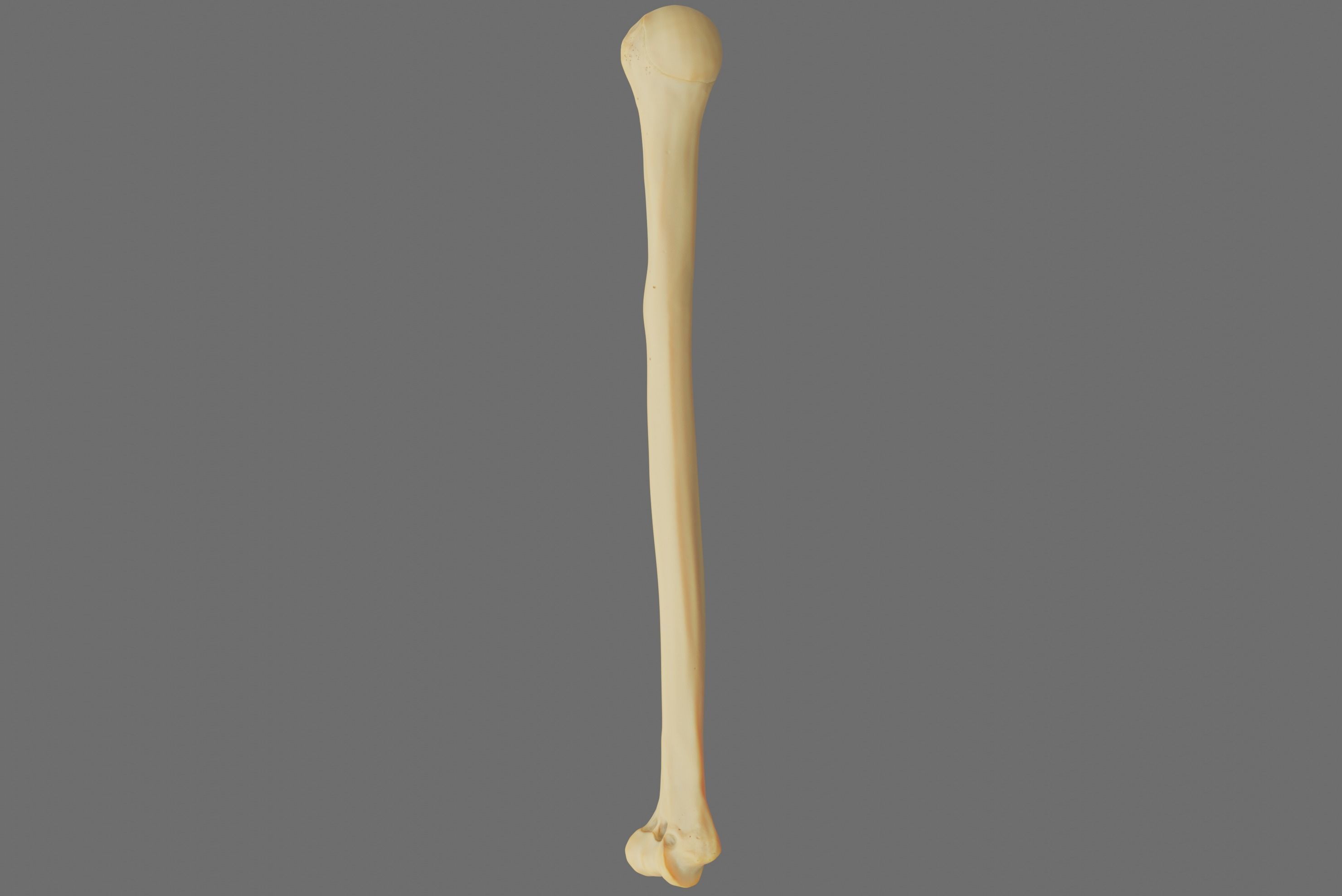 Humerus 3d Model - Anatomically Accurate Low-poly 3D model_58