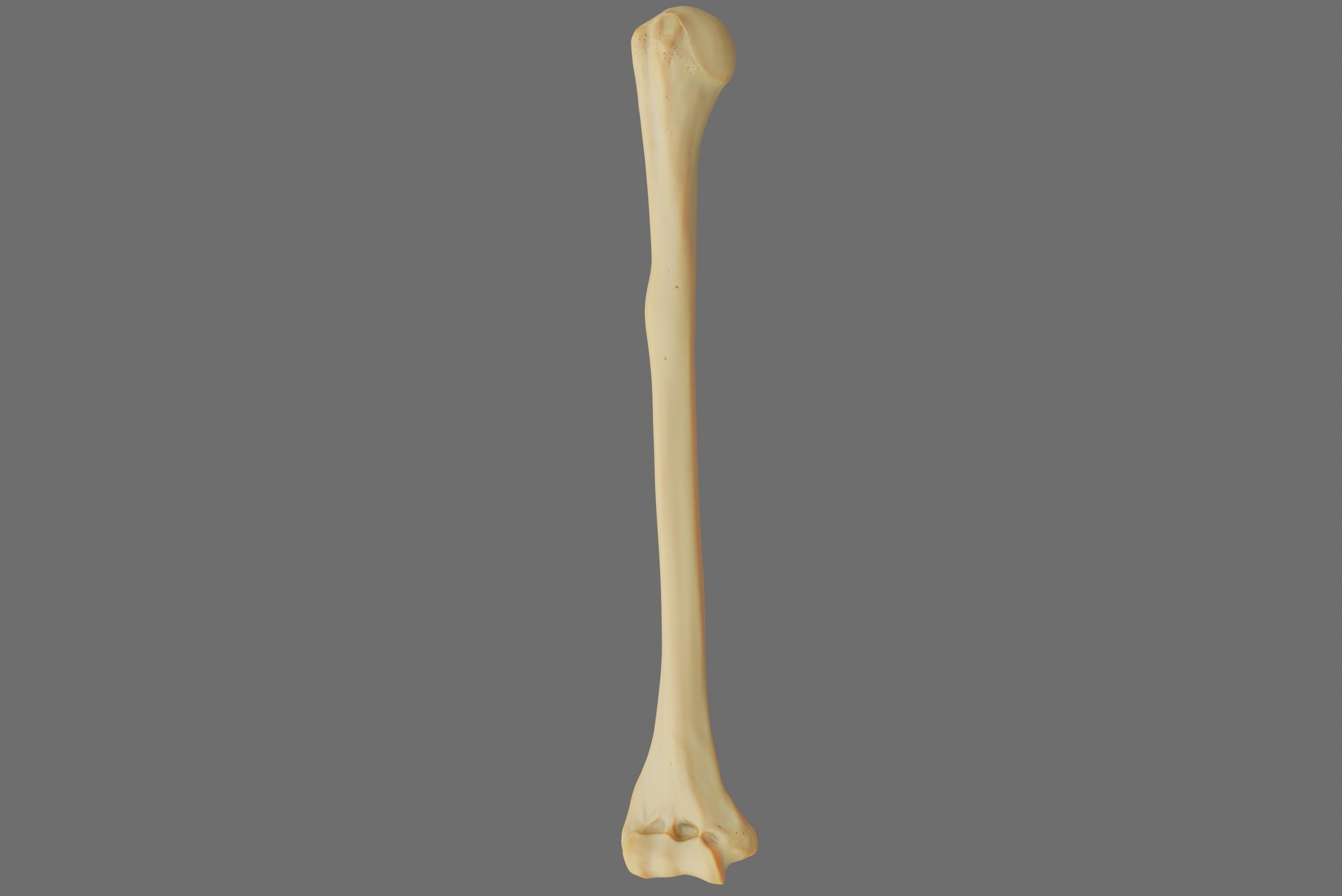 Humerus 3d Model - Anatomically Accurate Low-poly 3D model_63
