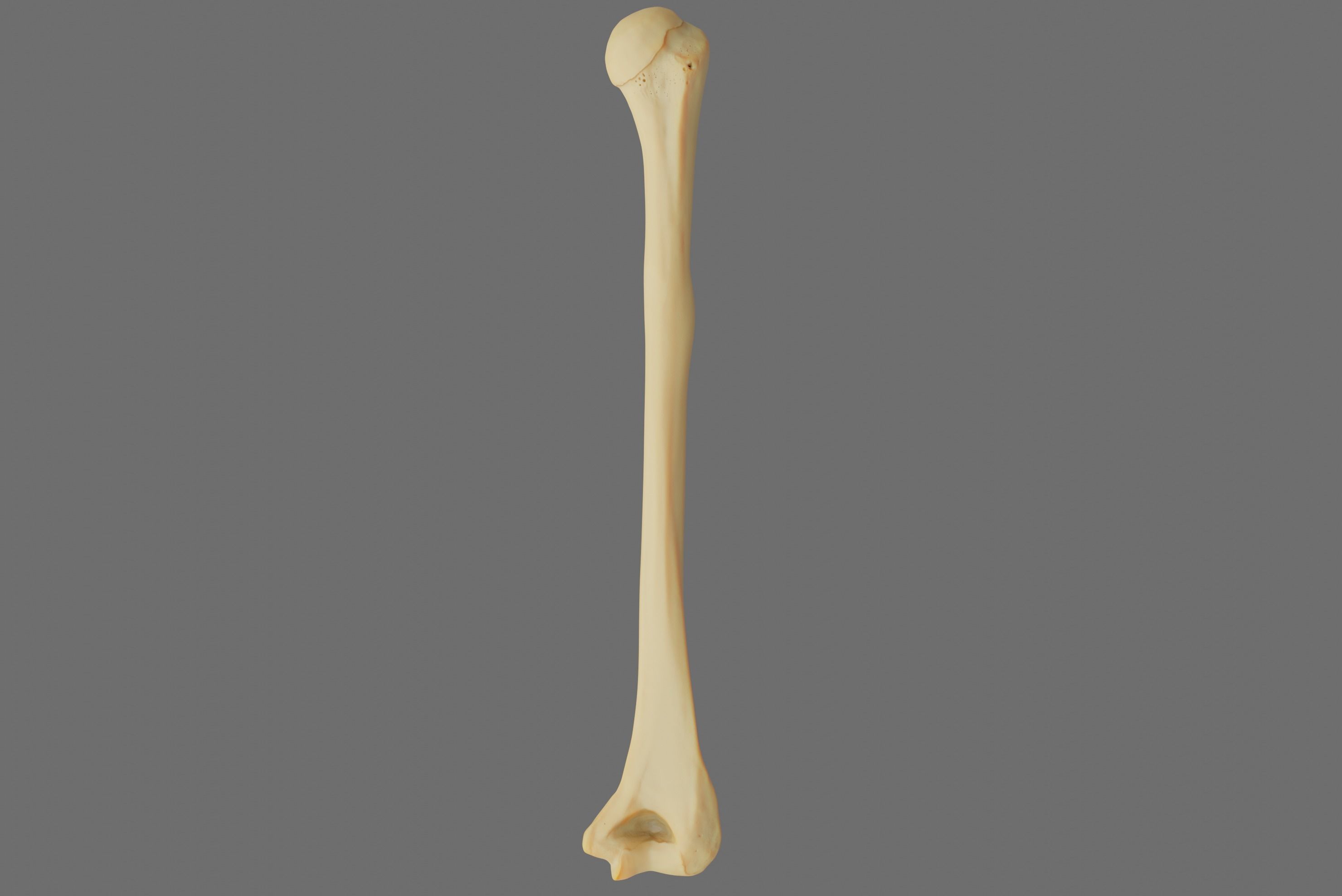 Humerus 3d Model - Anatomically Accurate Low-poly 3D model_46