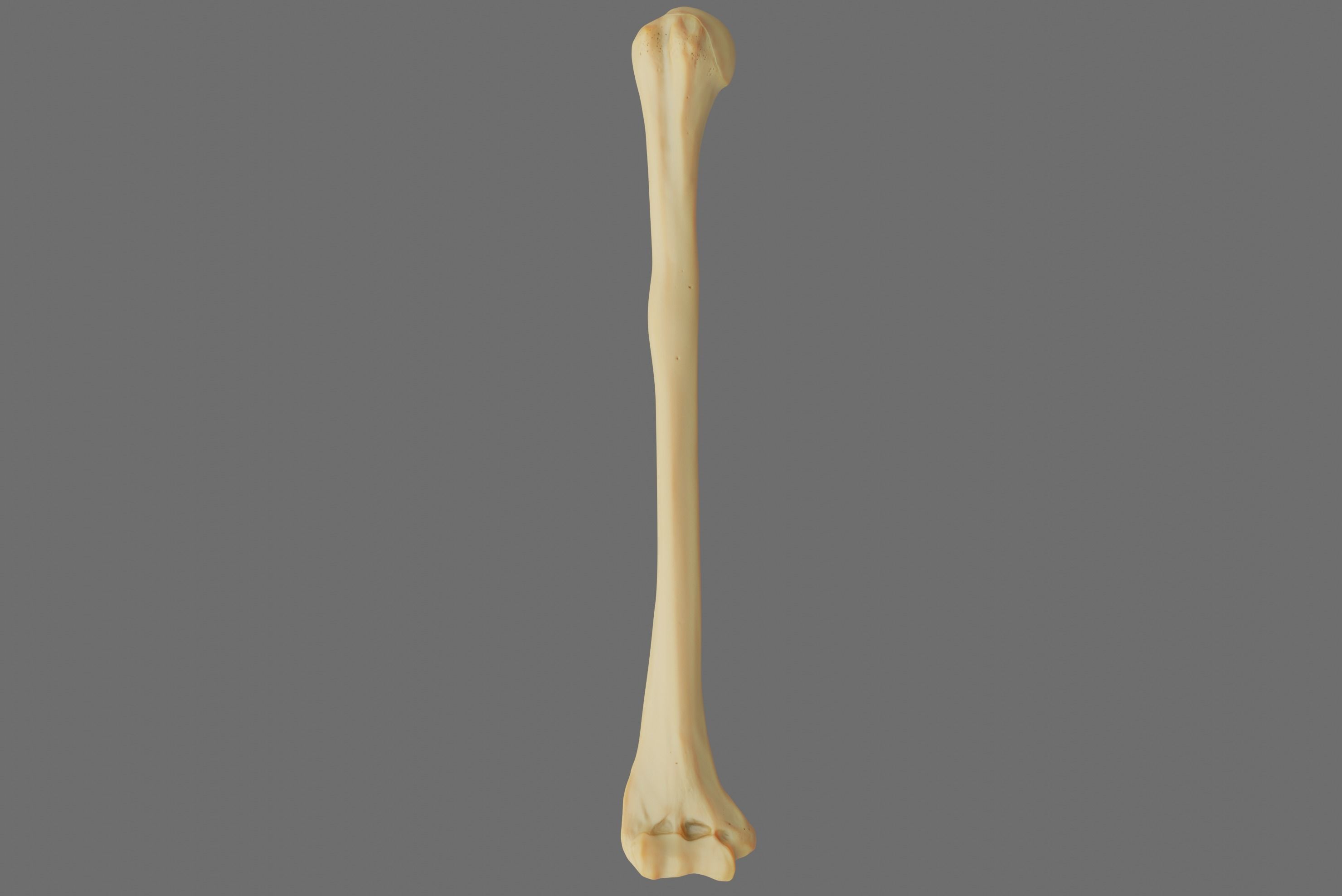 Humerus 3d Model - Anatomically Accurate Low-poly 3D model_28