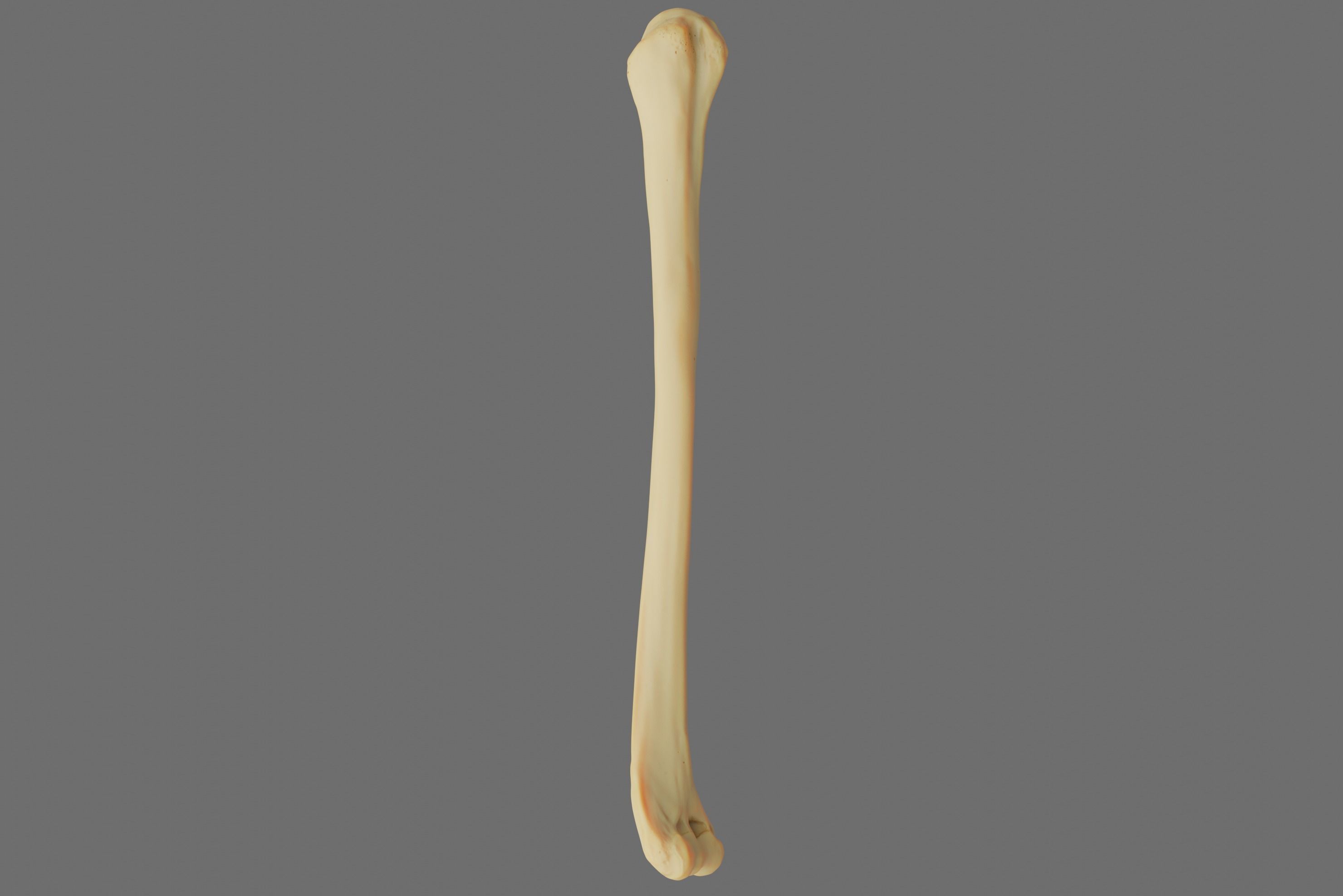 Humerus 3d Model - Anatomically Accurate Low-poly 3D model_34