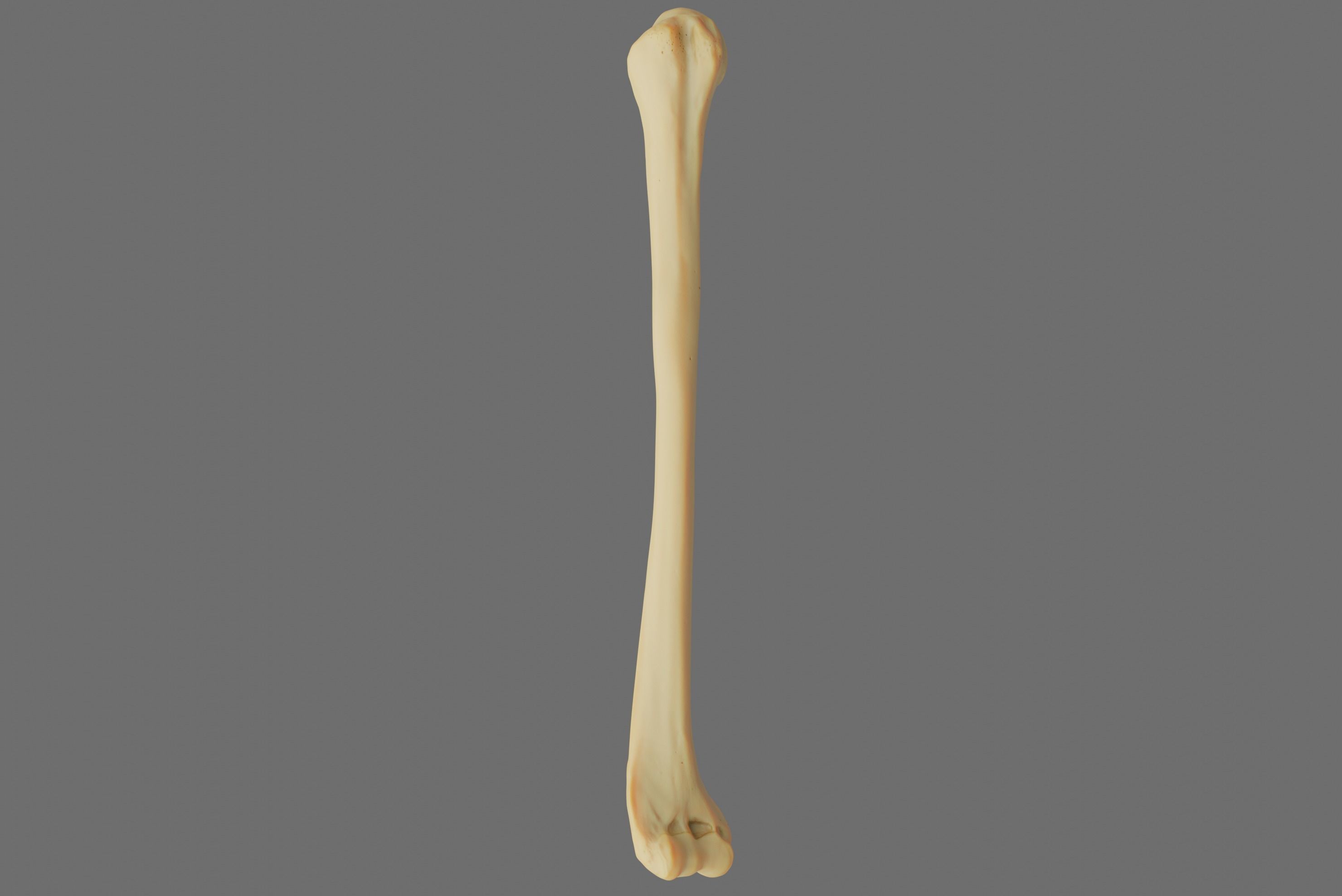 Humerus 3d Model - Anatomically Accurate Low-poly 3D model_32