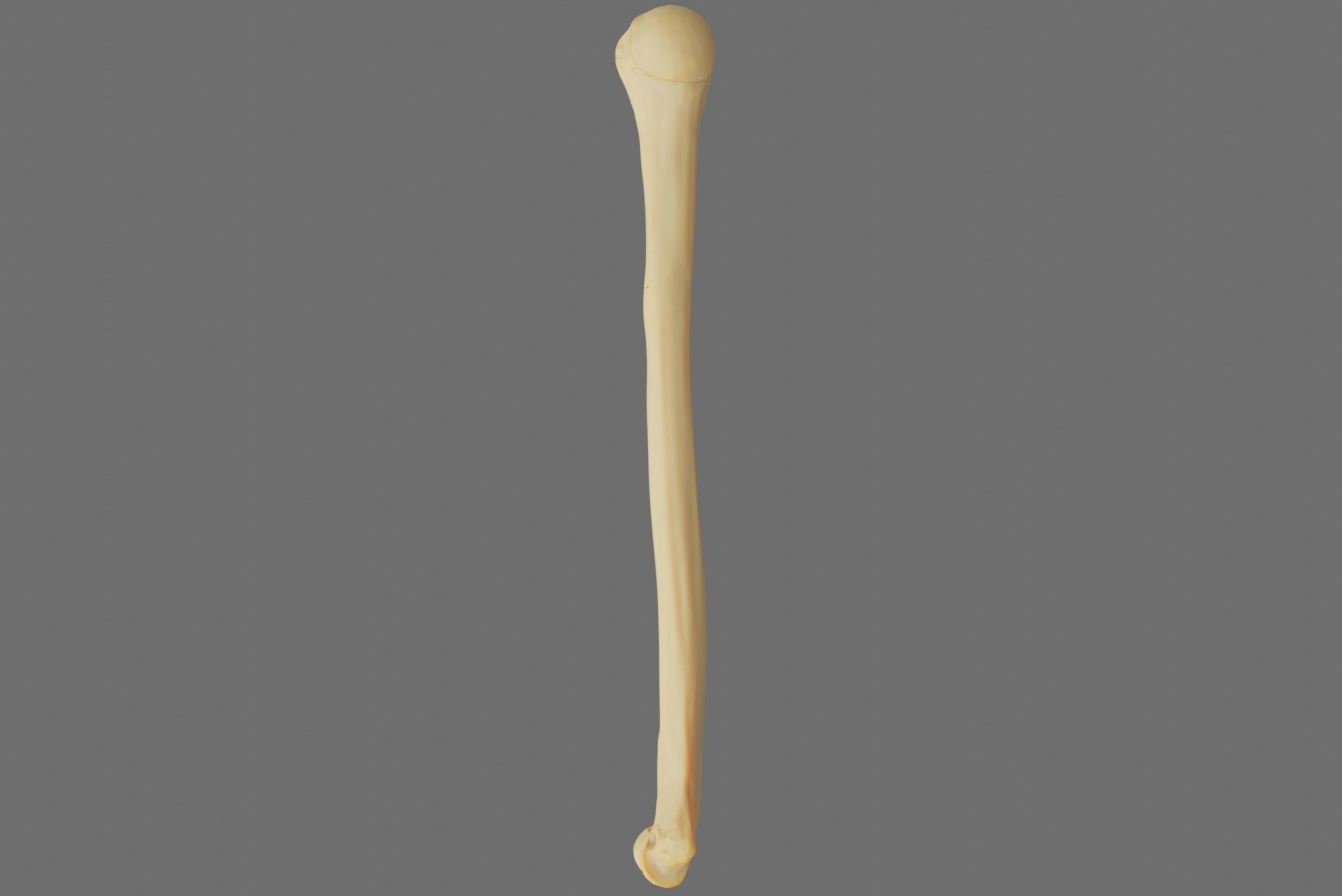 Humerus 3d Model - Anatomically Accurate Low-poly 3D model_56