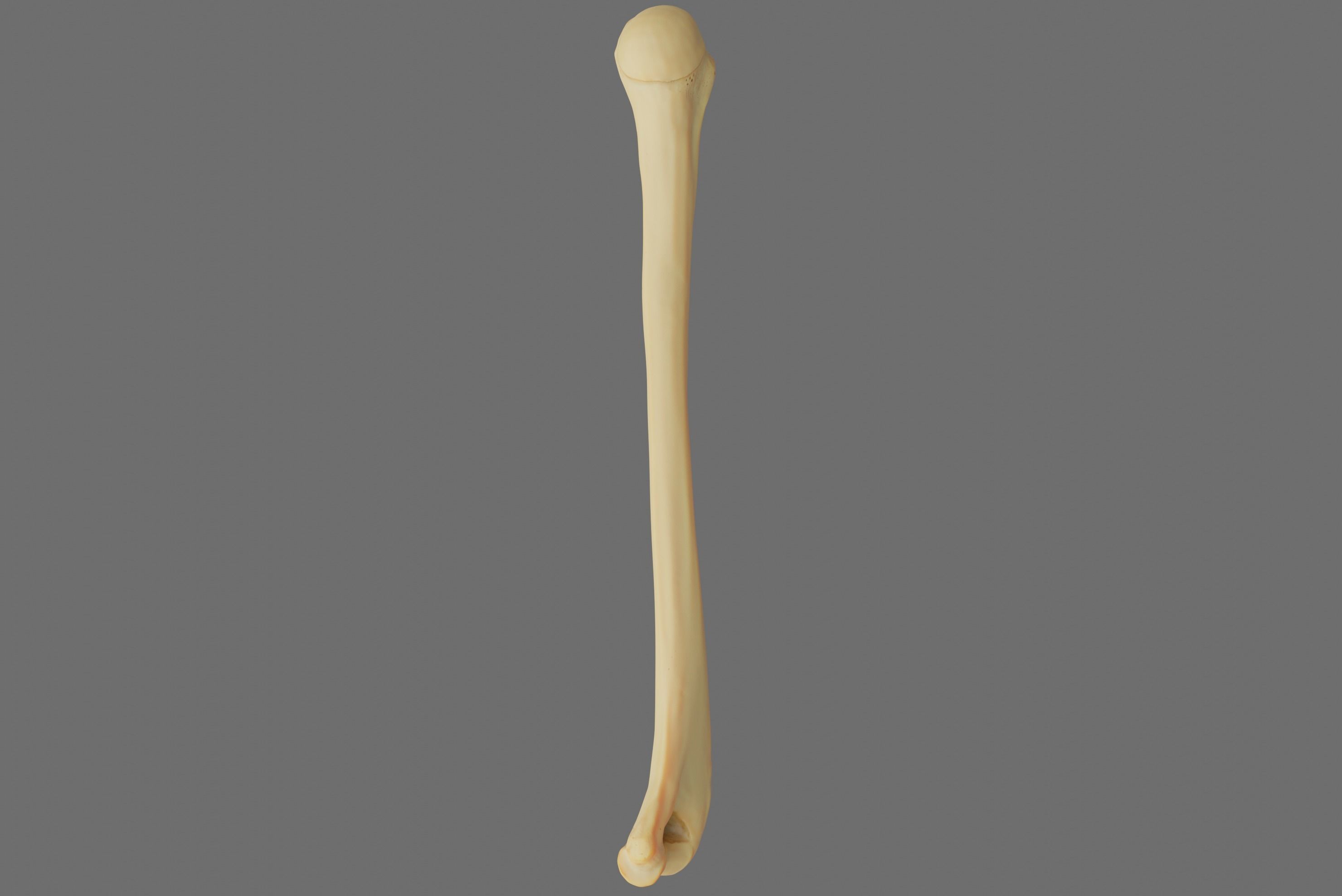 Humerus 3d Model - Anatomically Accurate Low-poly 3D model_53