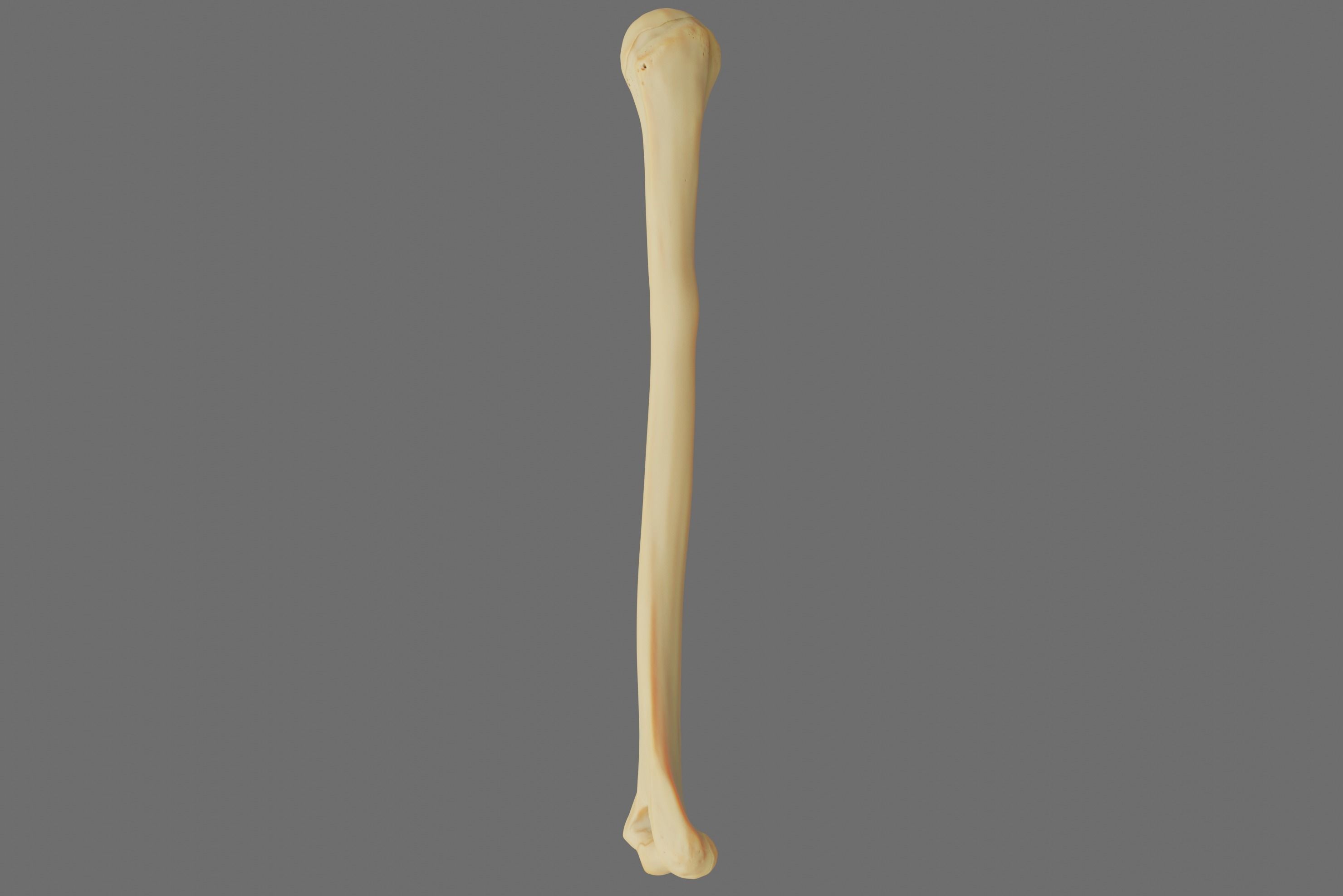 Humerus 3d Model - Anatomically Accurate Low-poly 3D model_39