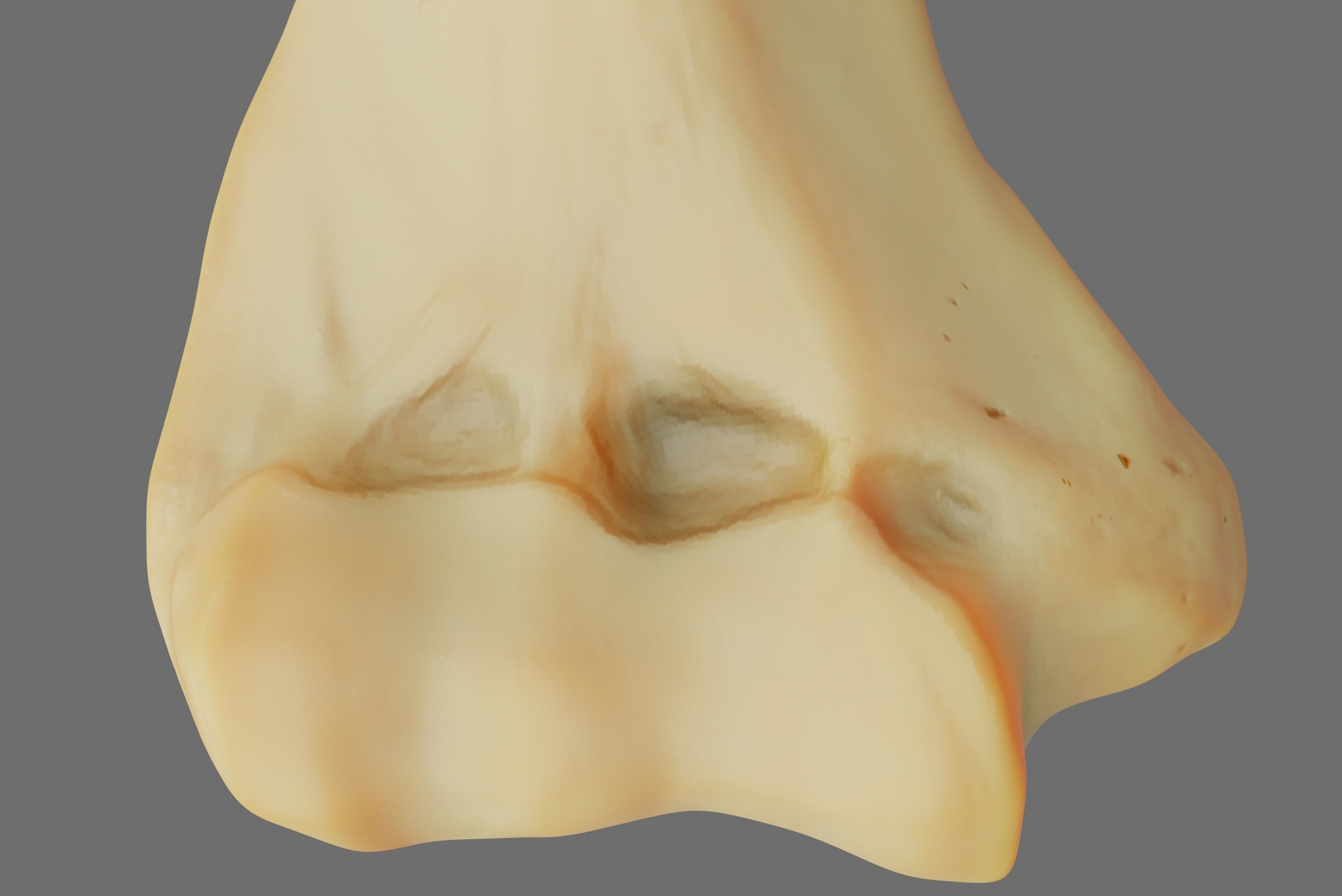 Humerus 3d Model - Anatomically Accurate Low-poly 3D model_6