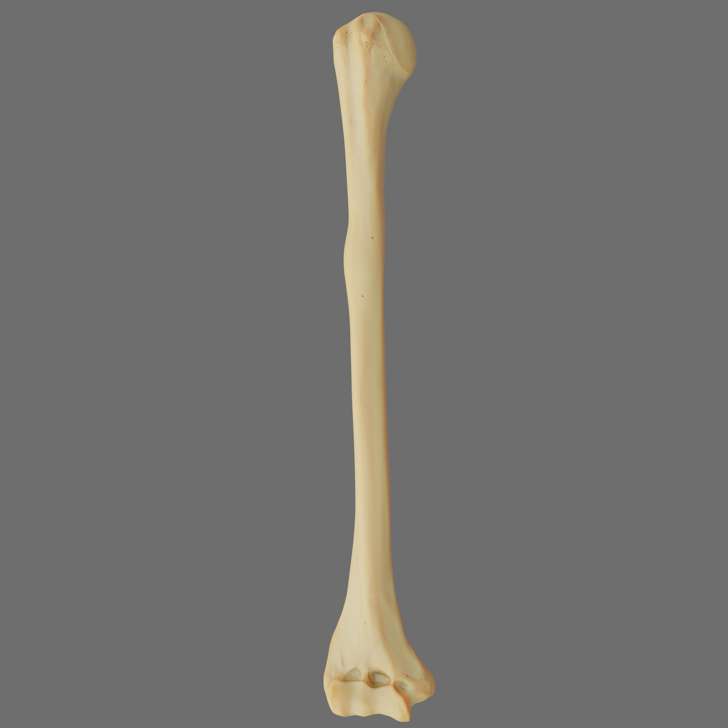 Humerus 3d Model - Anatomically Accurate Low-poly 3D model_14