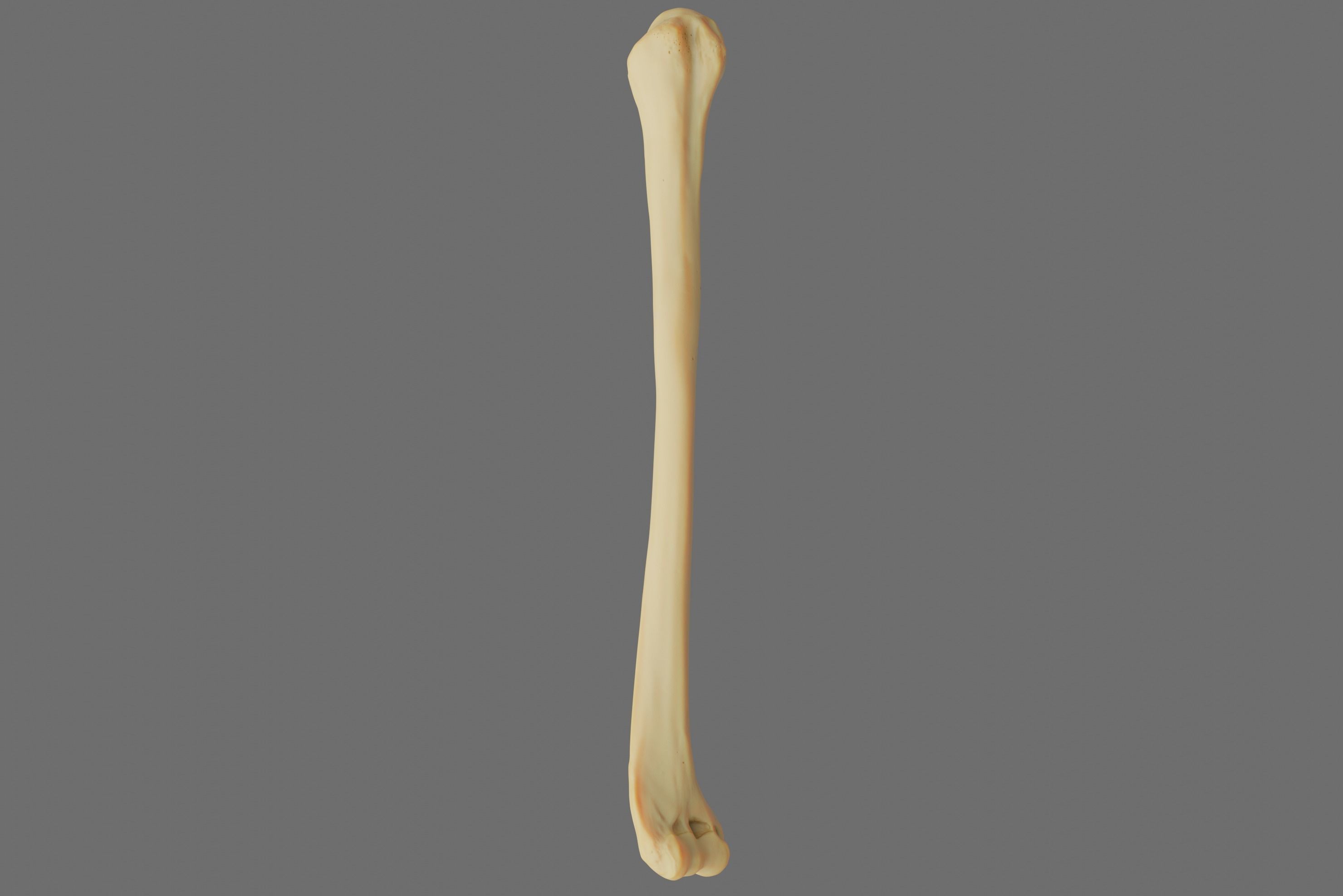 Humerus 3d Model - Anatomically Accurate Low-poly 3D model_33