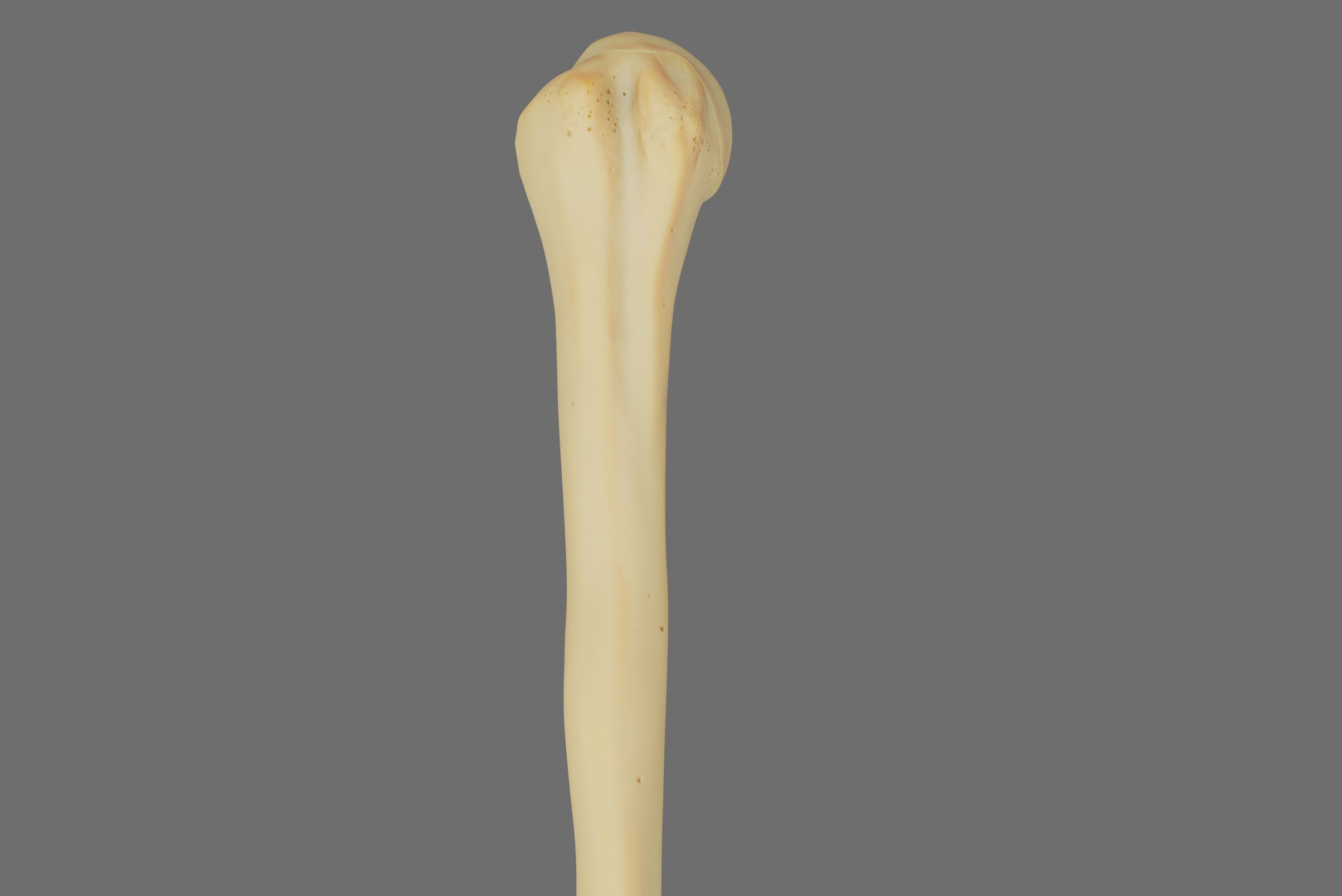 Humerus 3d Model - Anatomically Accurate Low-poly 3D model_7