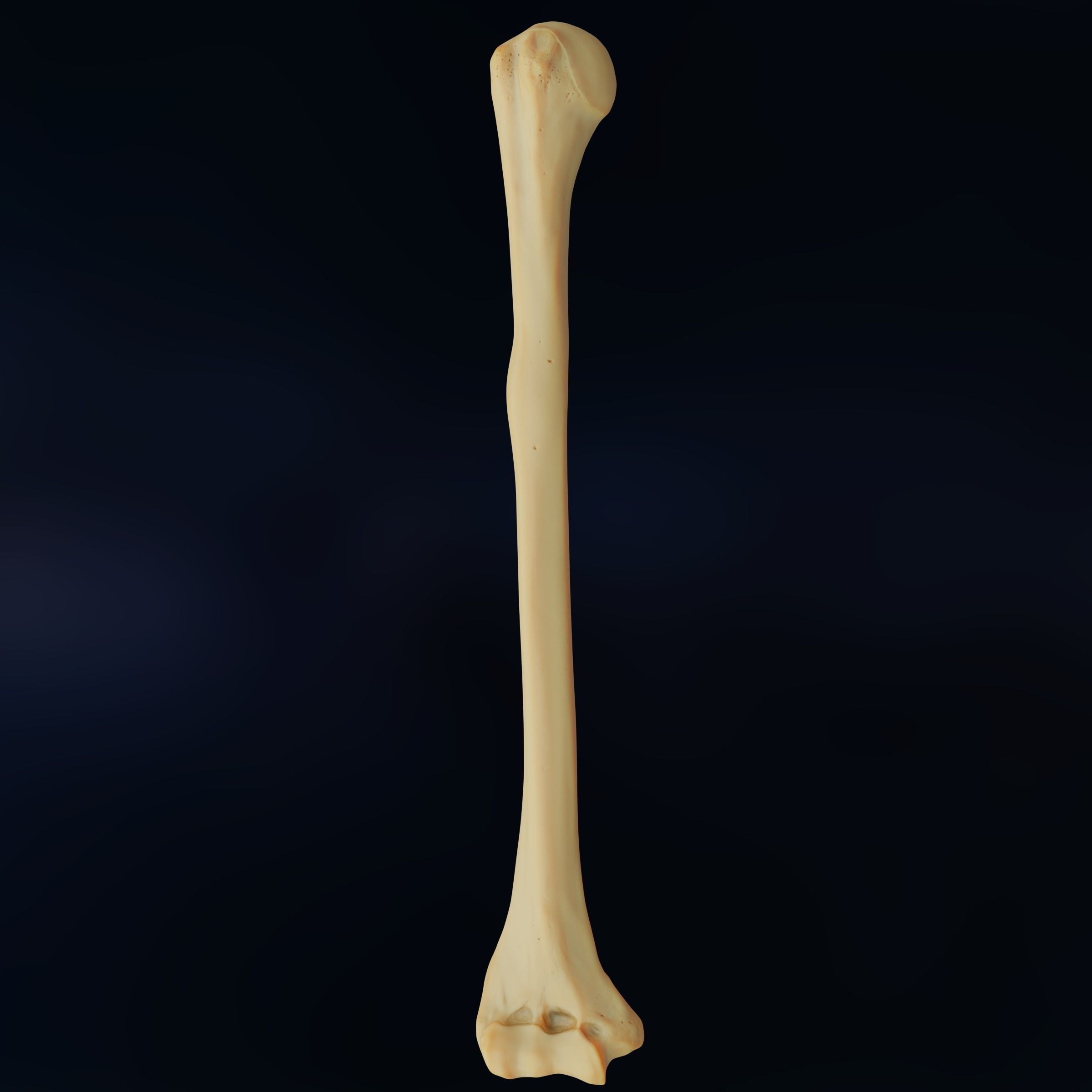 Humerus 3d Model - Anatomically Accurate Low-poly 3D model_2