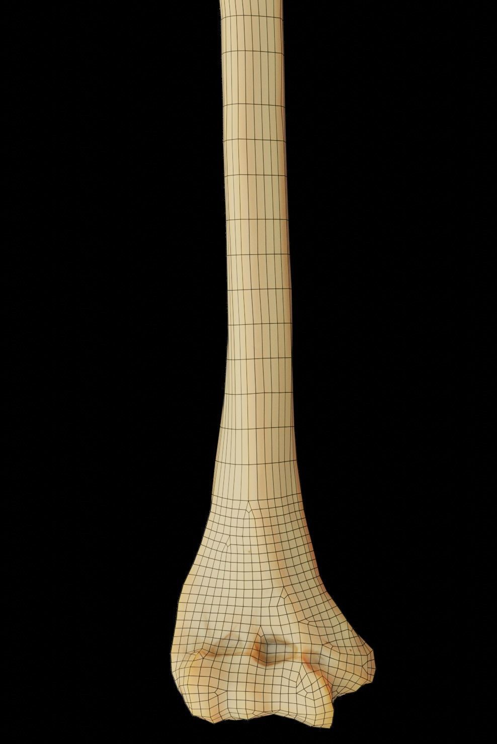 Humerus 3d Model - Anatomically Accurate Low-poly 3D model_19