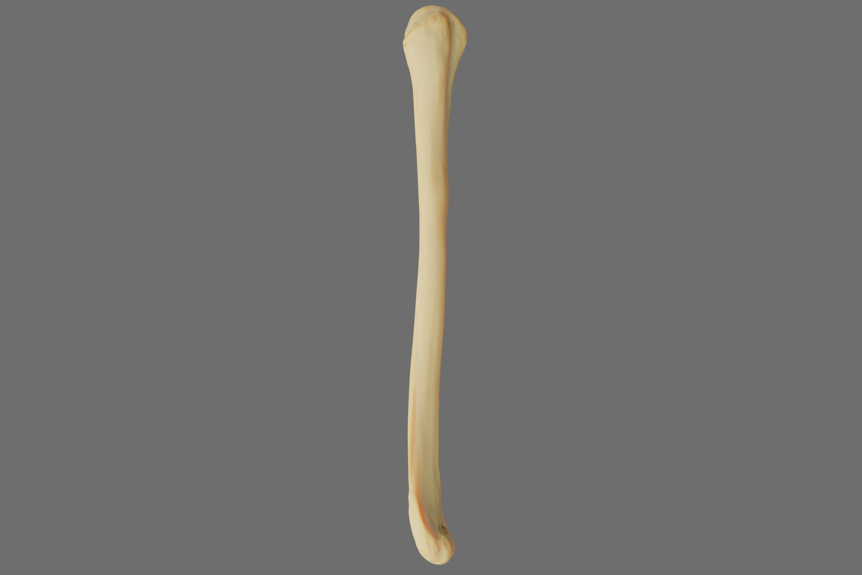 Humerus 3d Model - Anatomically Accurate Low-poly 3D model_36
