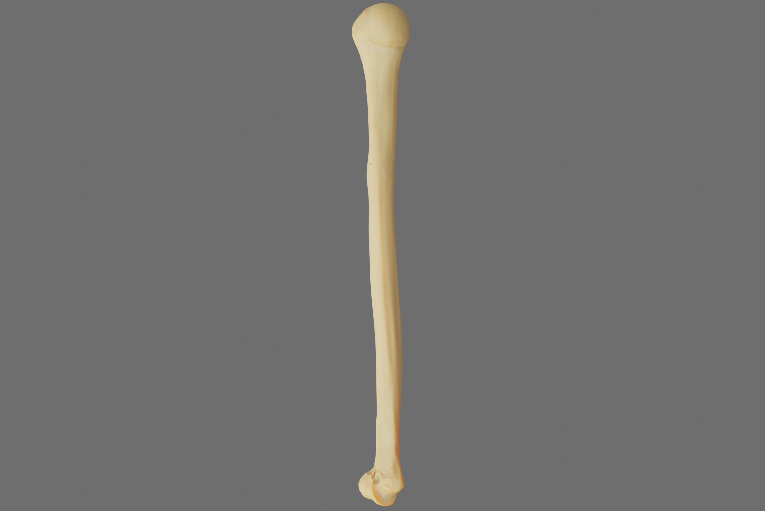 Humerus 3d Model - Anatomically Accurate Low-poly 3D model_57