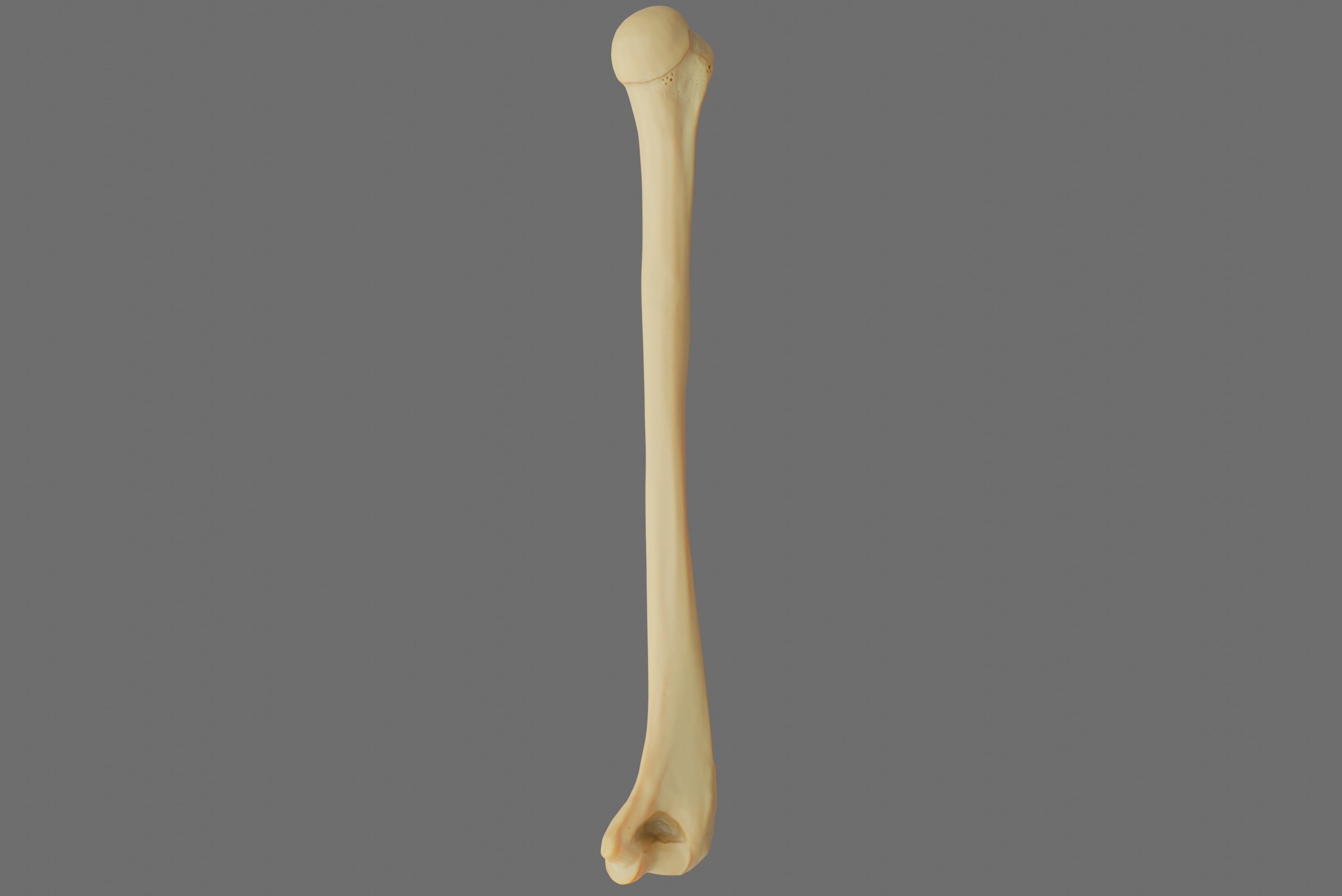 Humerus 3d Model - Anatomically Accurate Low-poly 3D model_50