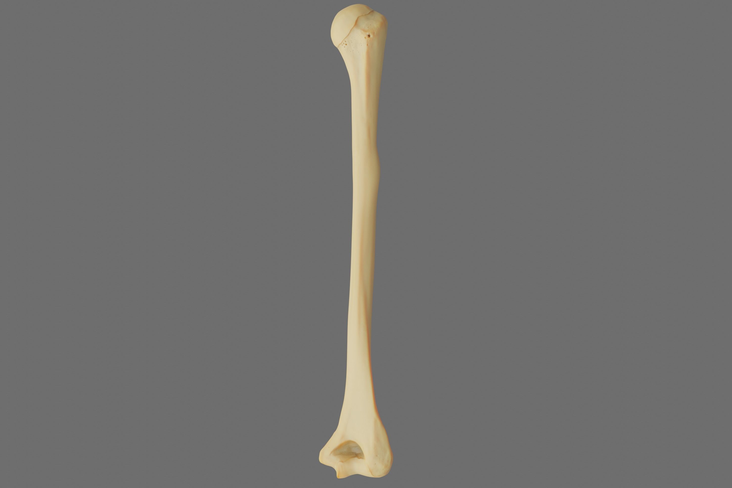 Humerus 3d Model - Anatomically Accurate Low-poly 3D model_44