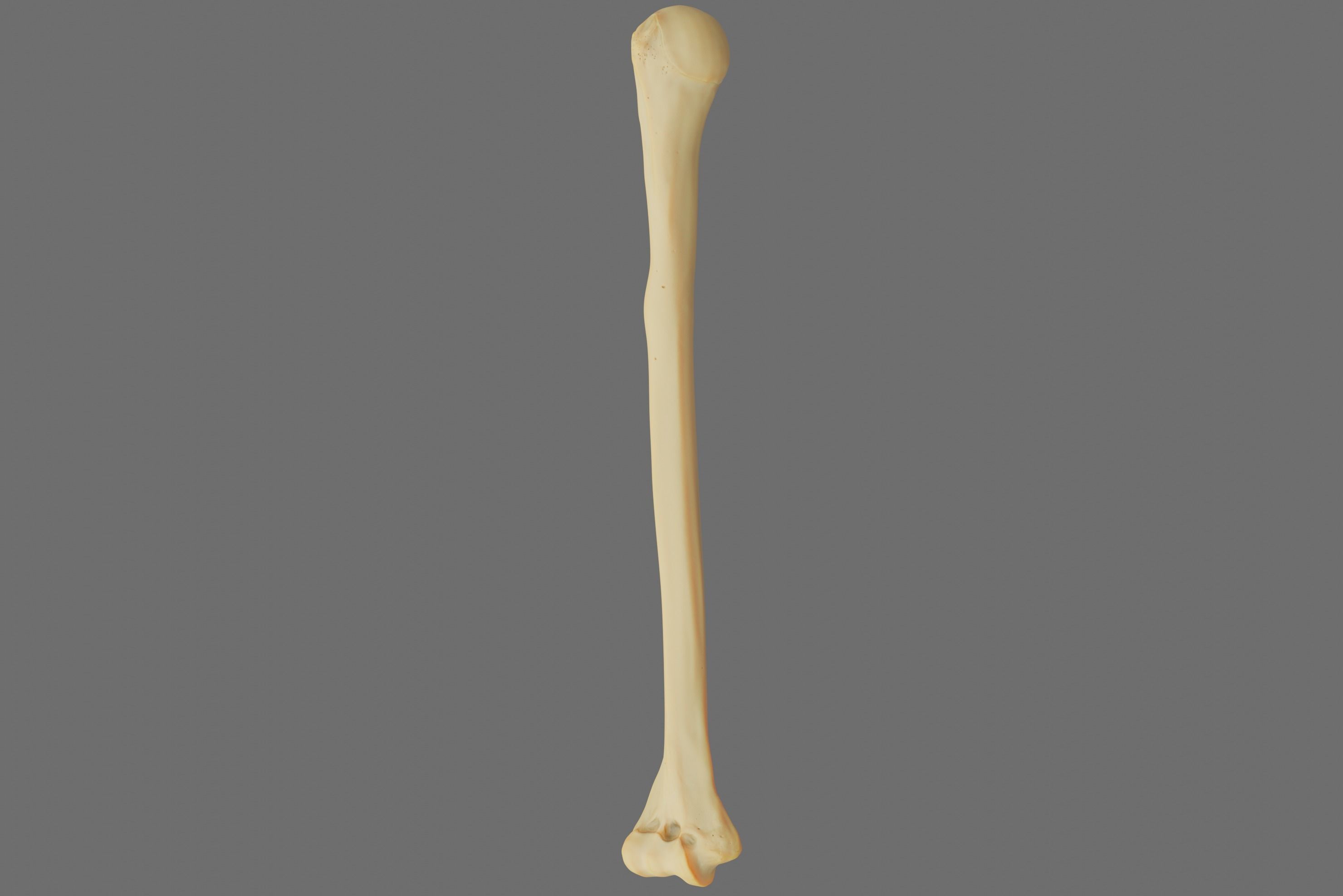 Humerus 3d Model - Anatomically Accurate Low-poly 3D model_60