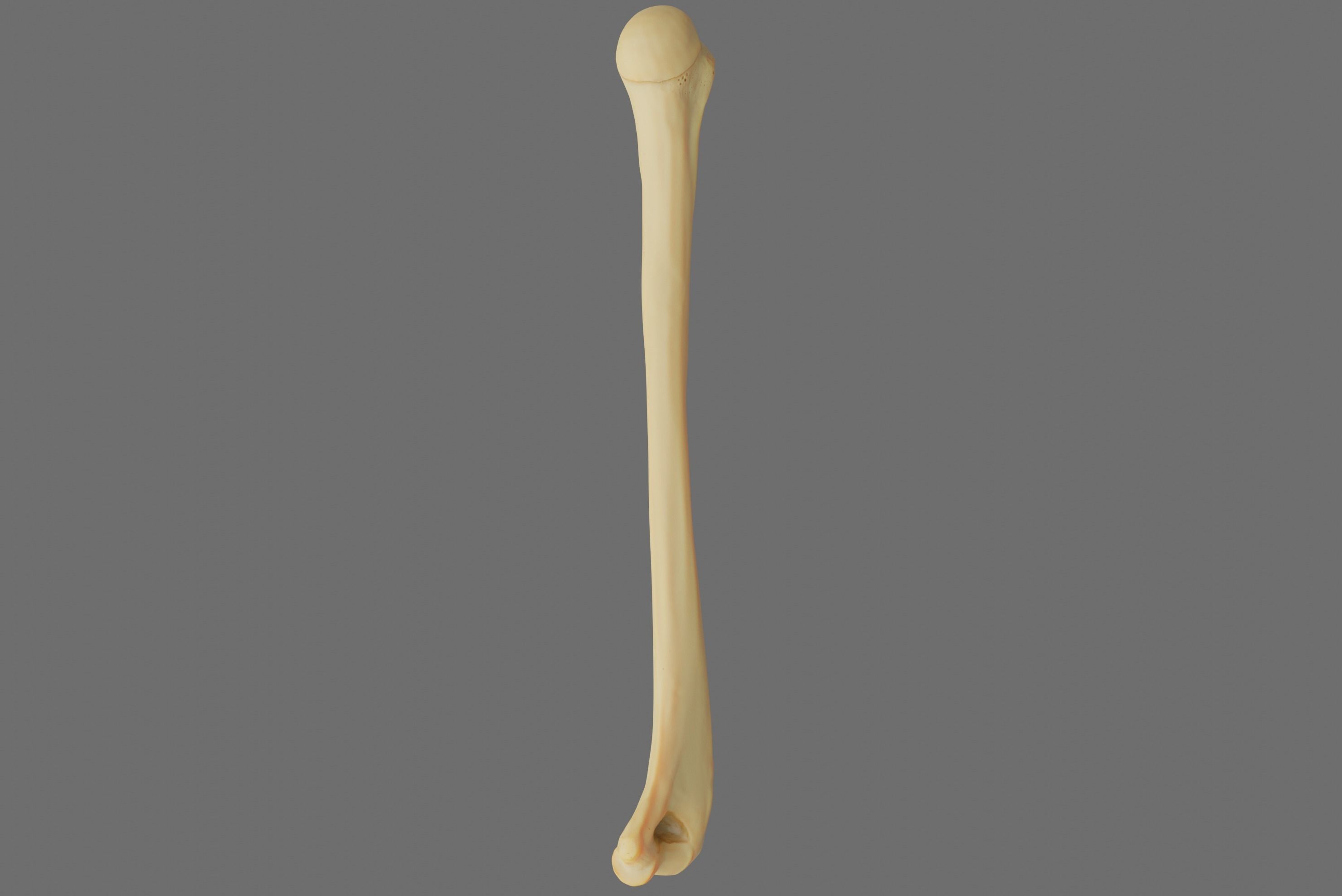 Humerus 3d Model - Anatomically Accurate Low-poly 3D model_52