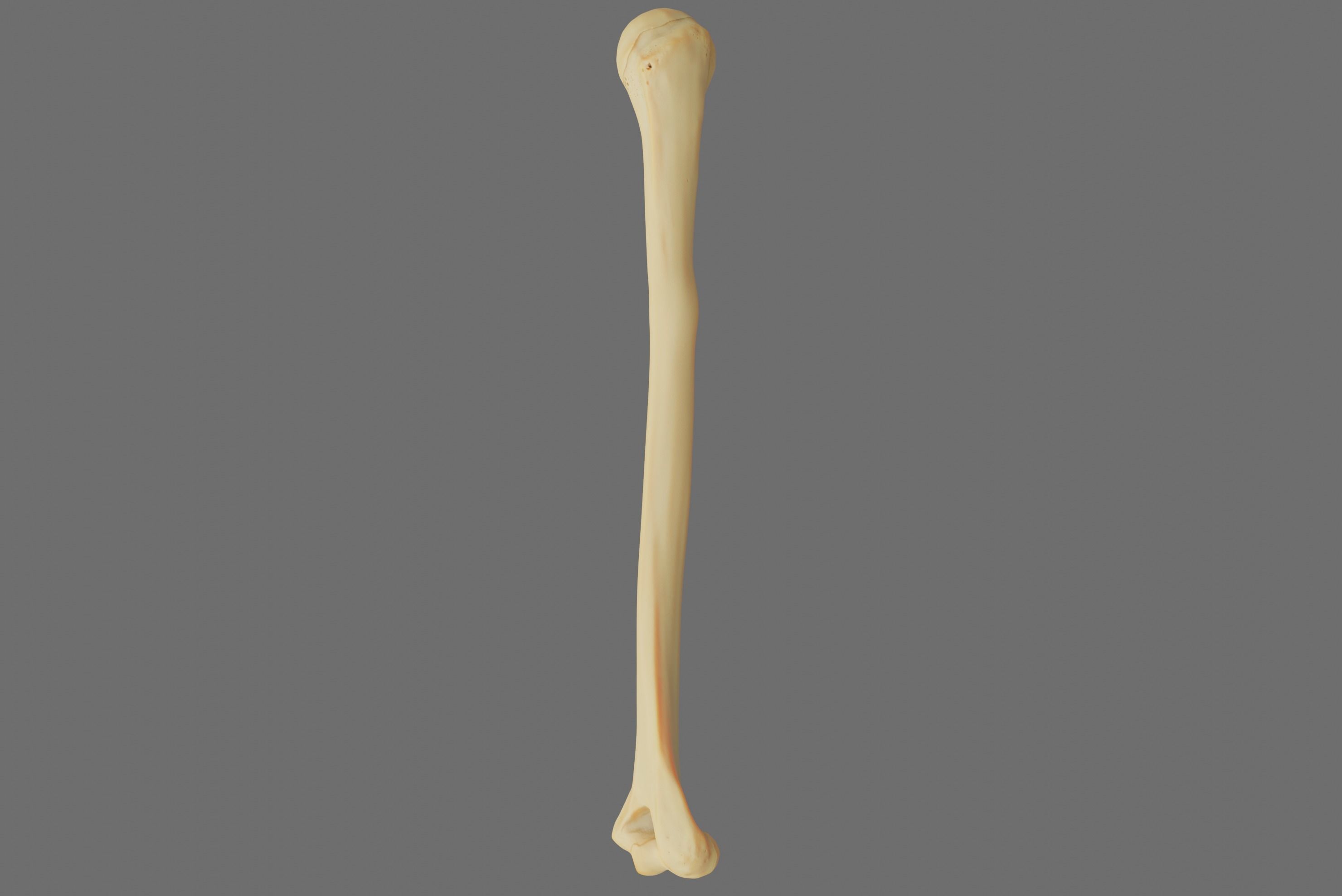 Humerus 3d Model - Anatomically Accurate Low-poly 3D model_40