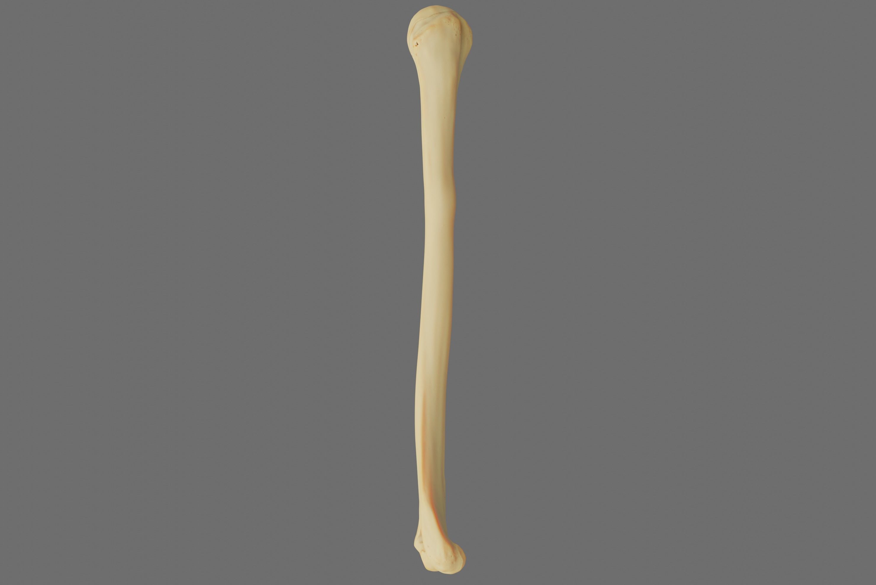 Humerus 3d Model - Anatomically Accurate Low-poly 3D model_38