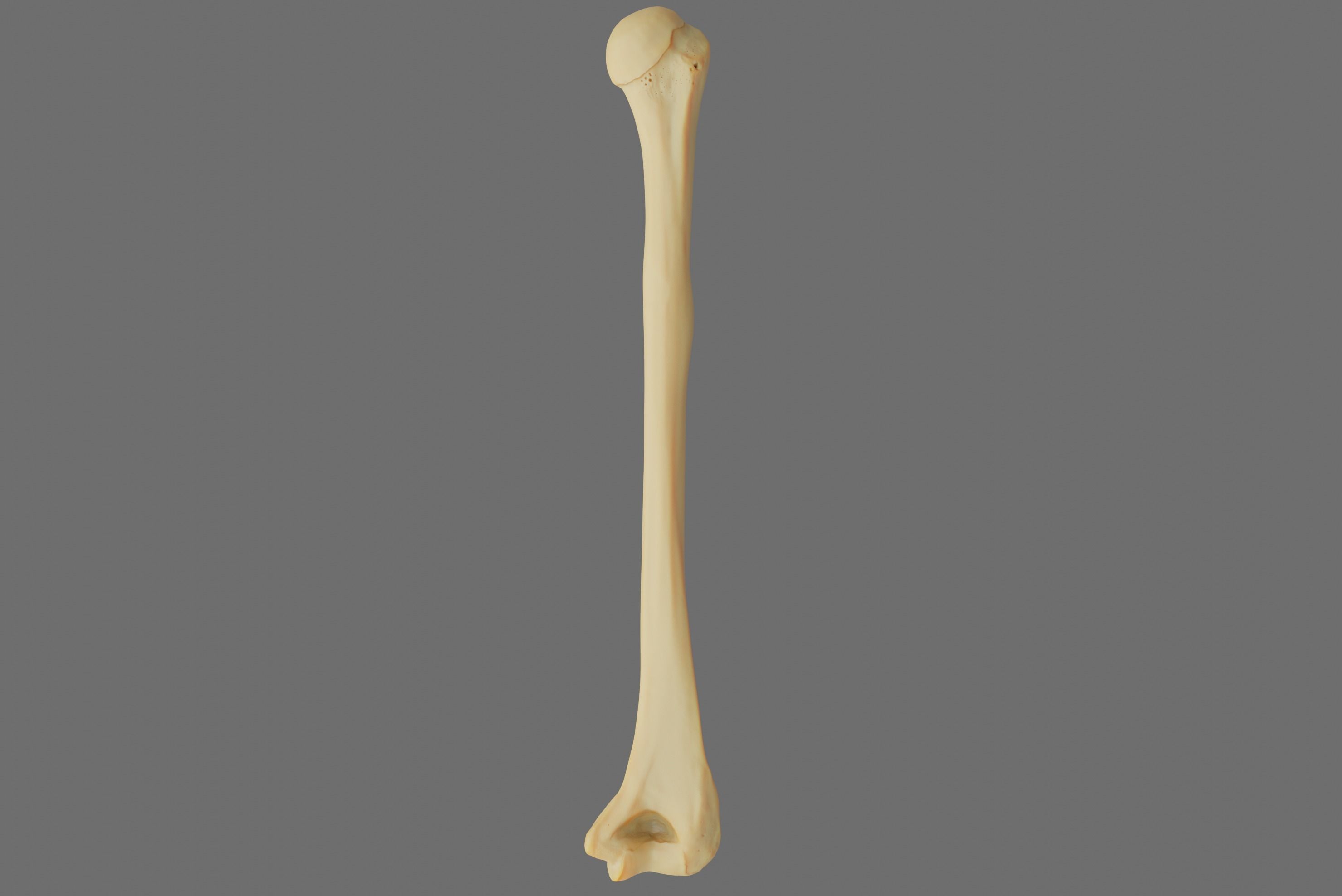 Humerus 3d Model - Anatomically Accurate Low-poly 3D model_47